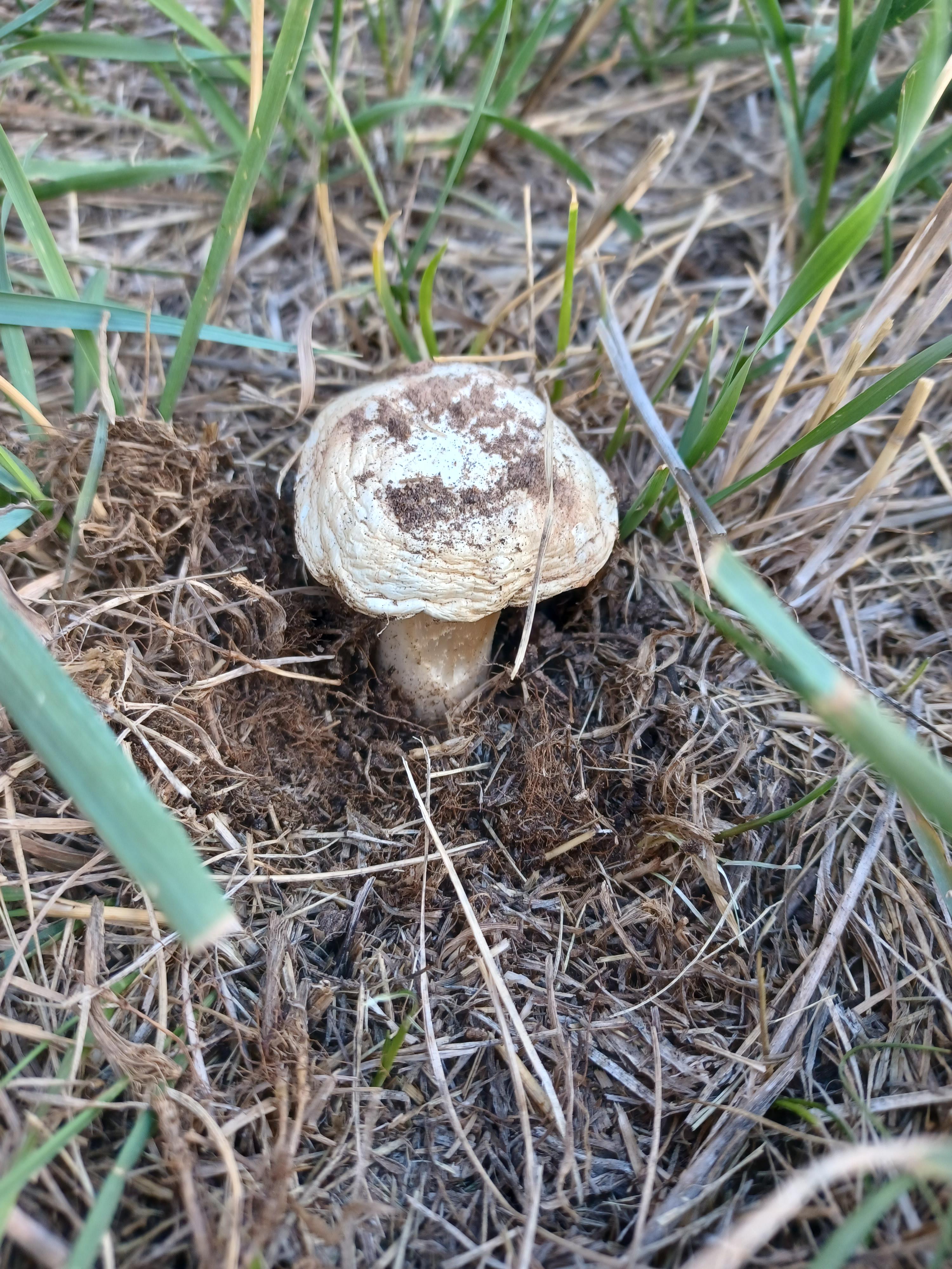 UT USA Mushroom growing in my backyard I'm very curious what kind it is