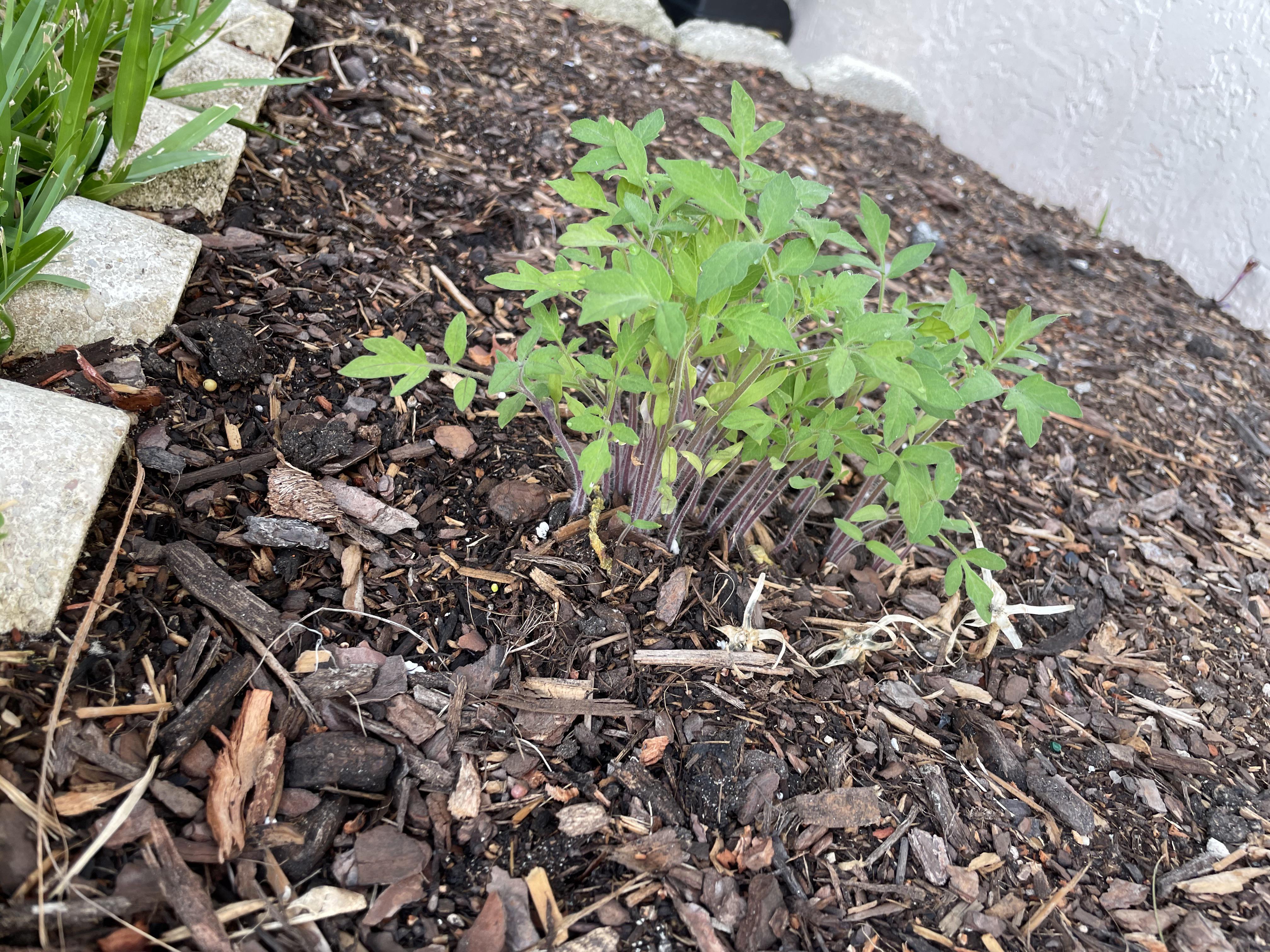 Can anyone tell me why my tomato plants are wilting/turning yellow? I
