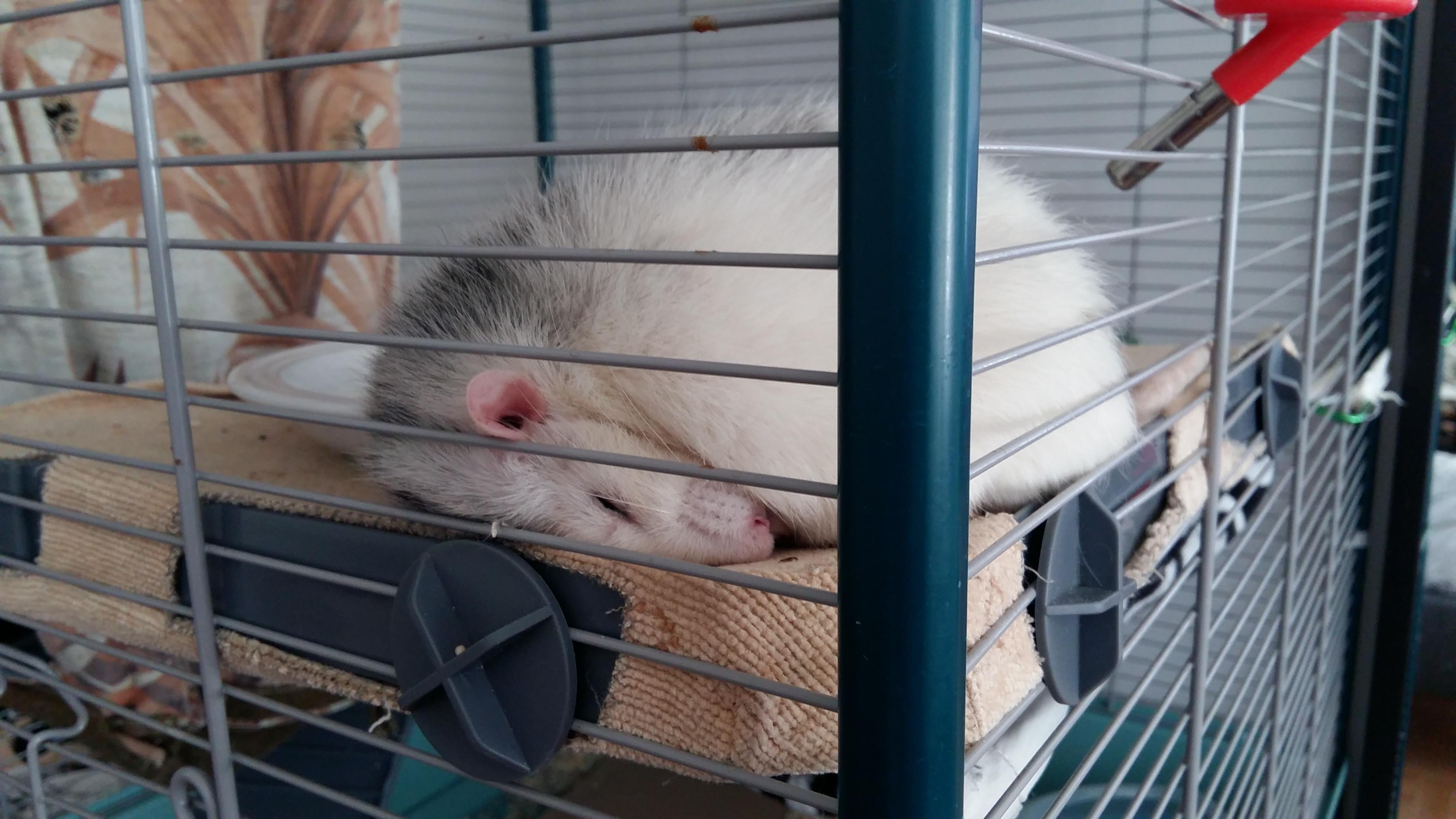 For centuries, rats have refined the majestic art of headsleeping. r