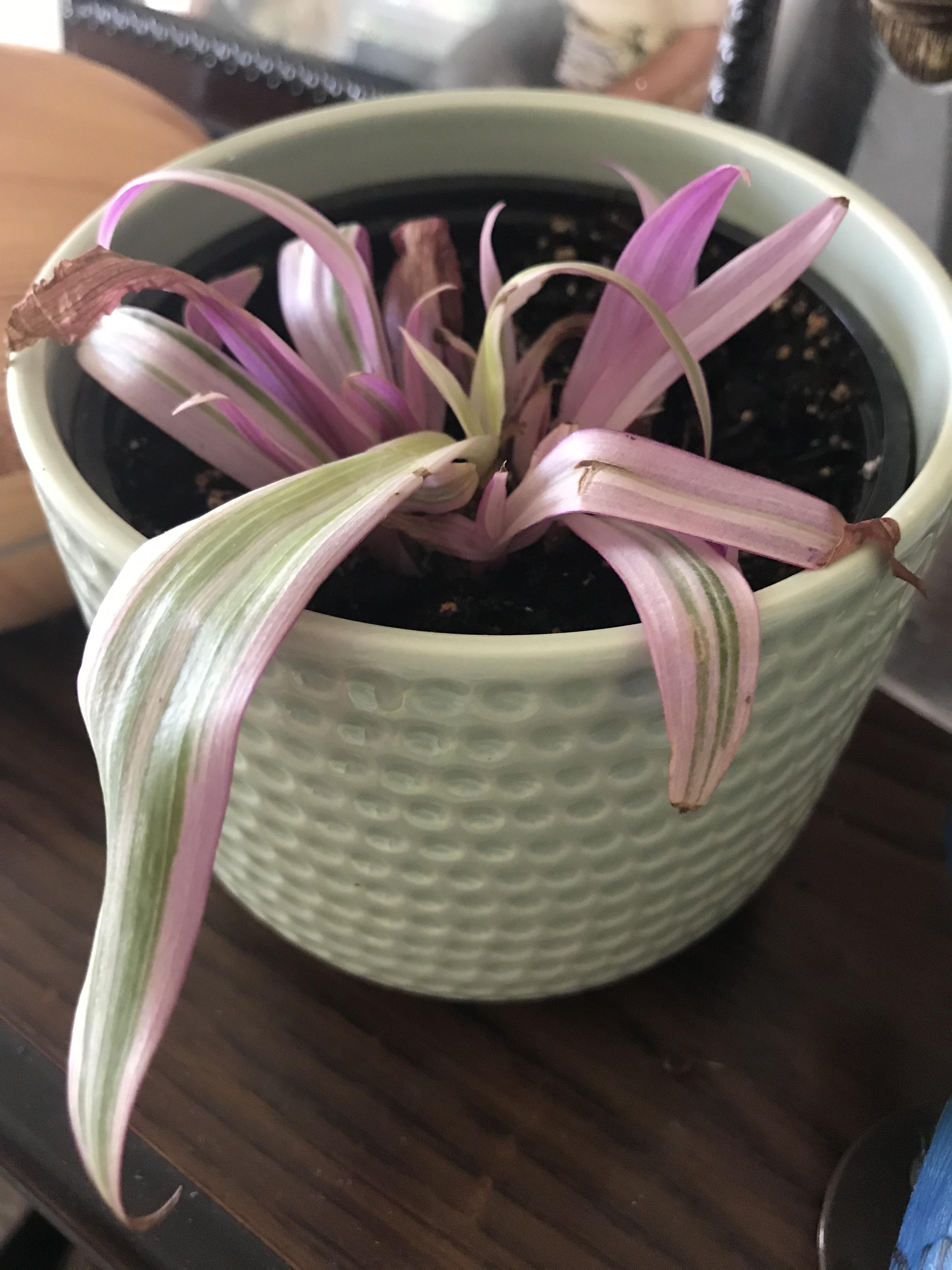 Why is my oyster plant dying ? The photo is the beginning of its