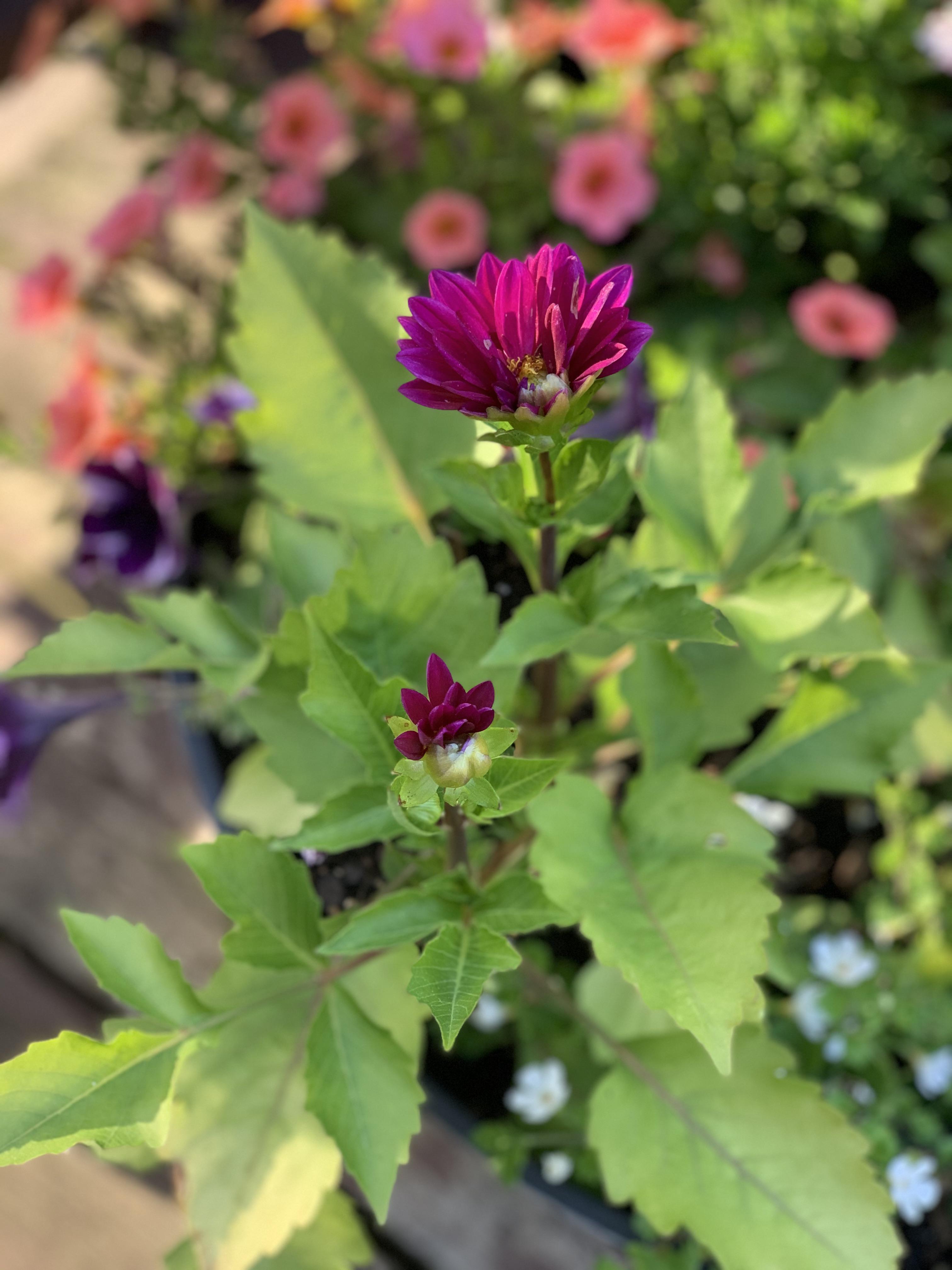 Not quite sure why my dahlia is blooming like this. r/gardening