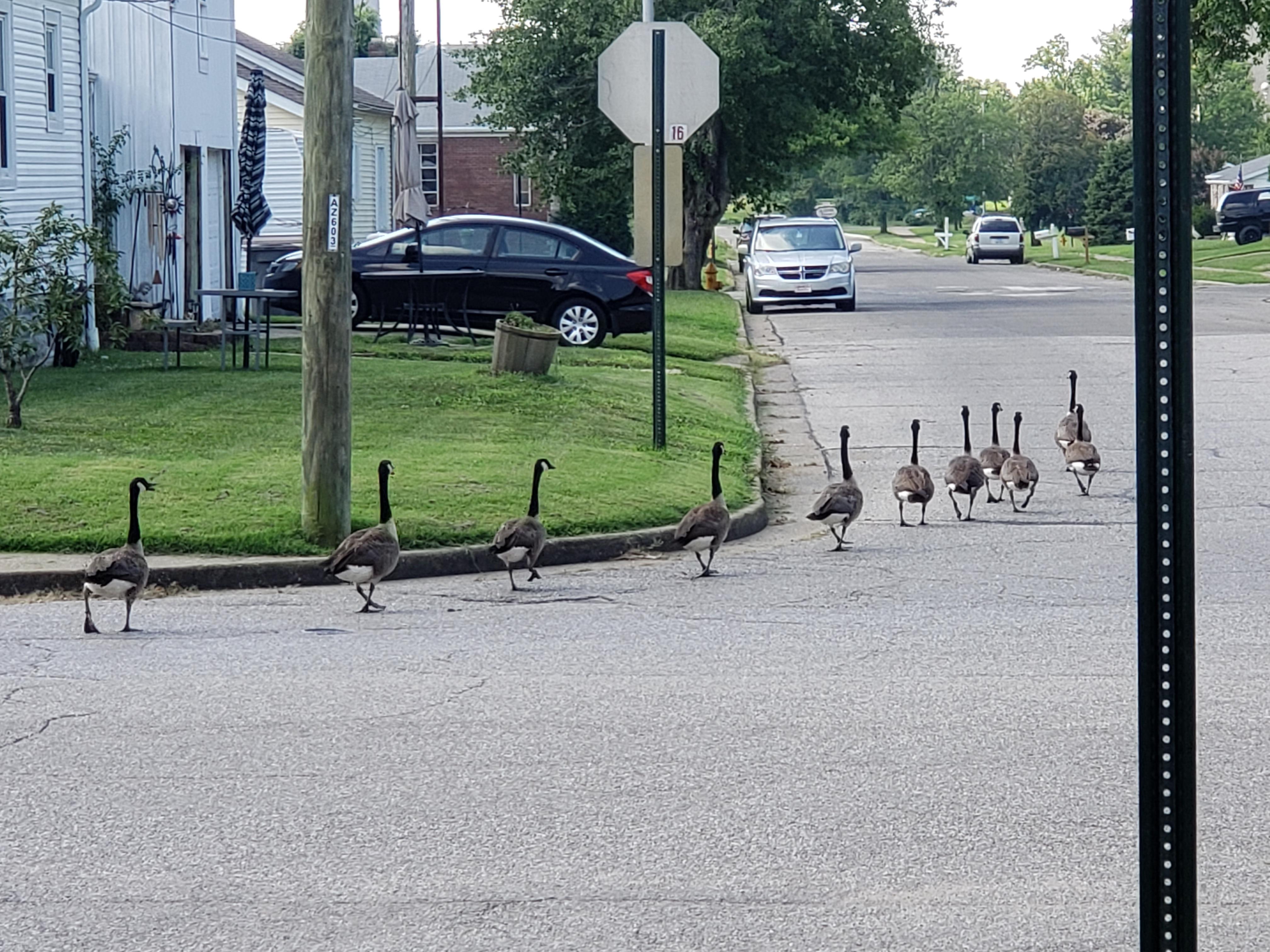 Route Pic critters fully capable of flight decide to walk 4 blocks to