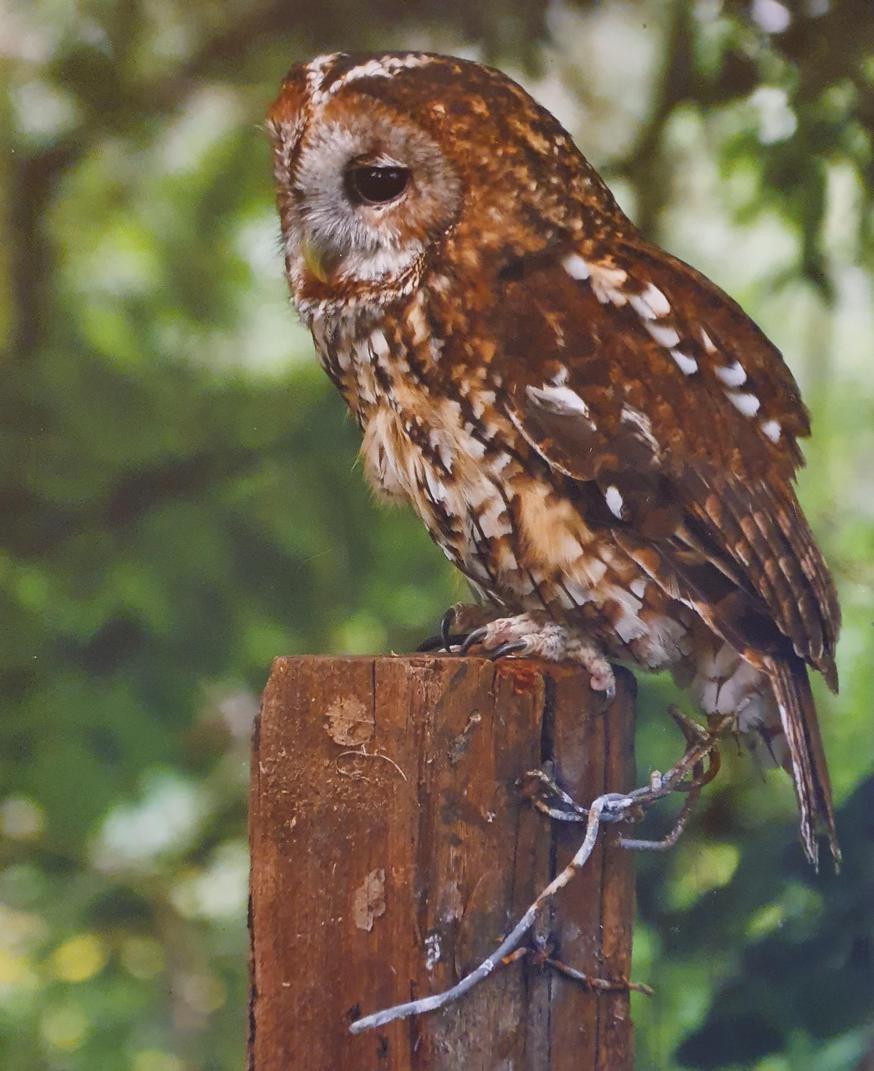 Beautiful Tawny owl photo shot in Shropshire, England r/Owls