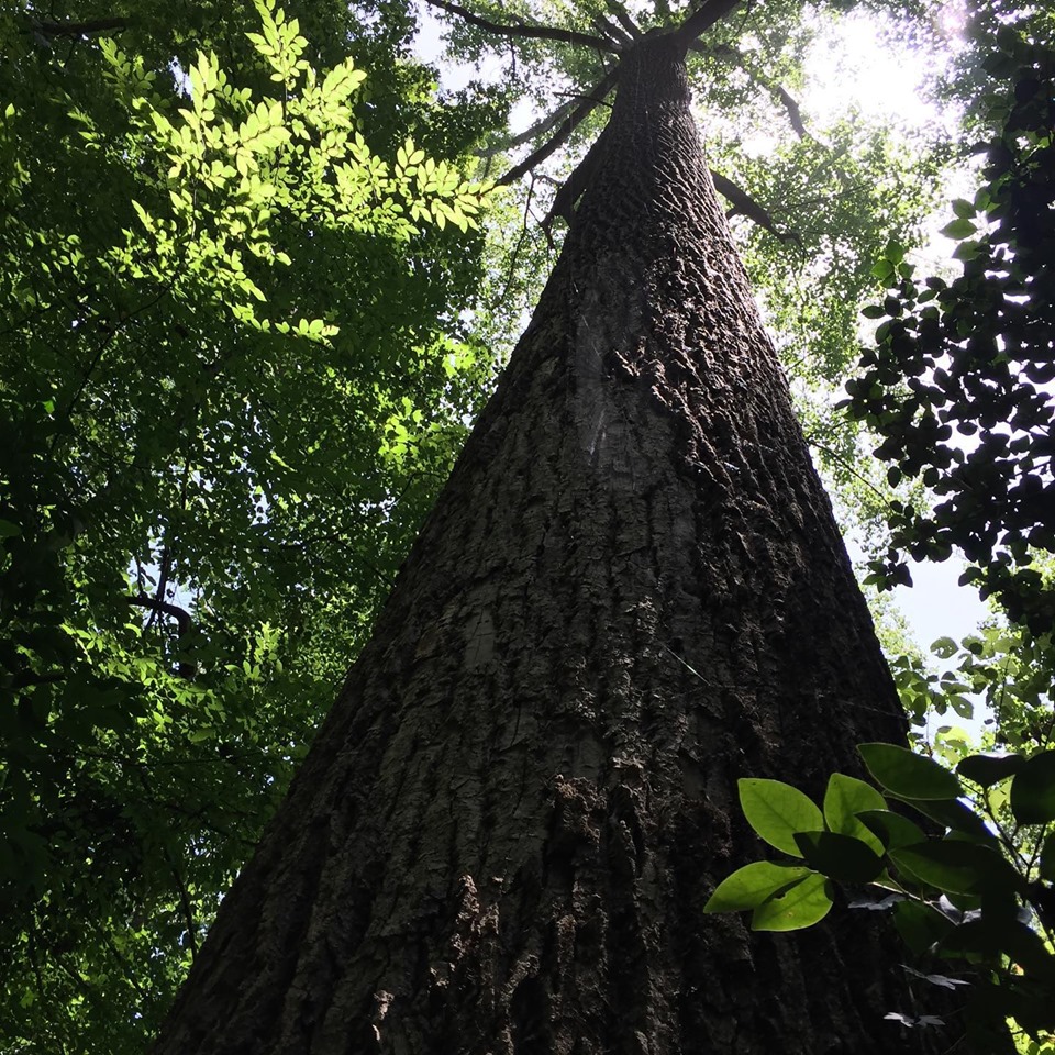 Tallest Tree In The City r/Atlanta