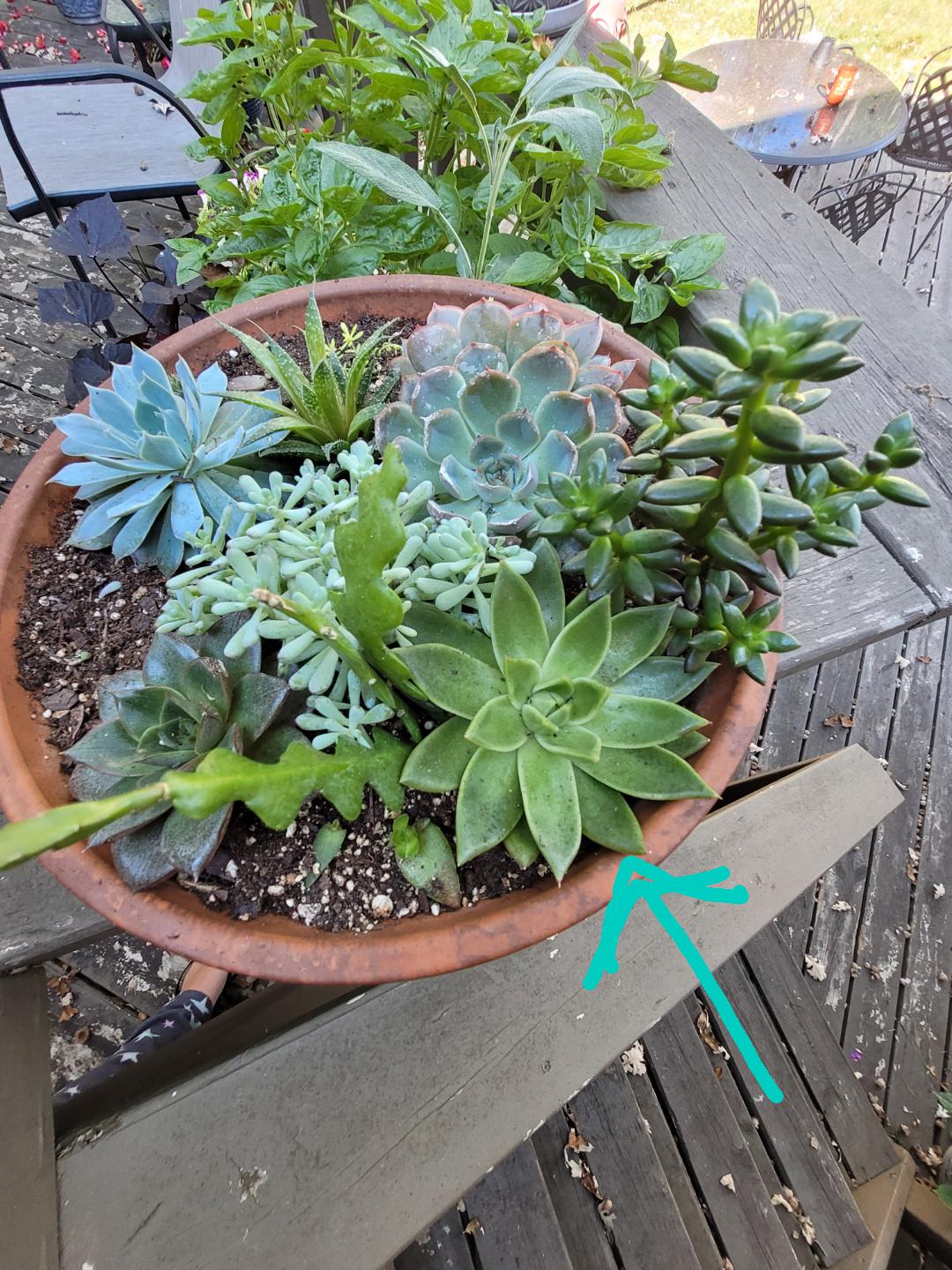 Looking for suggestion.. Will this get too big and disturb the