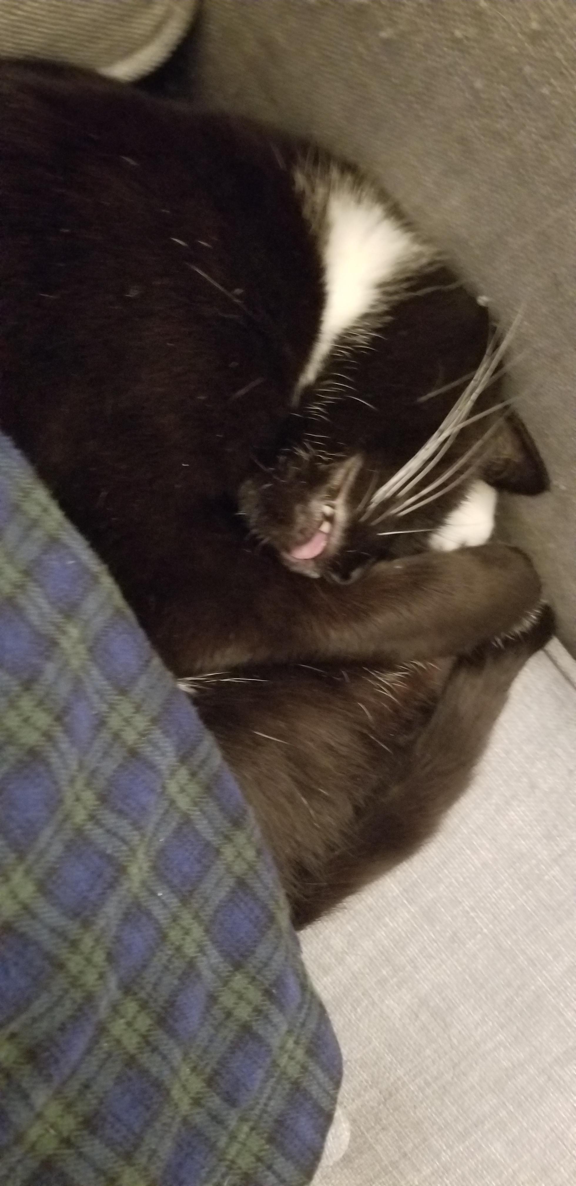 Ladies and gentlemen, the extremely rare SCRBLEONGEIMP the turducken