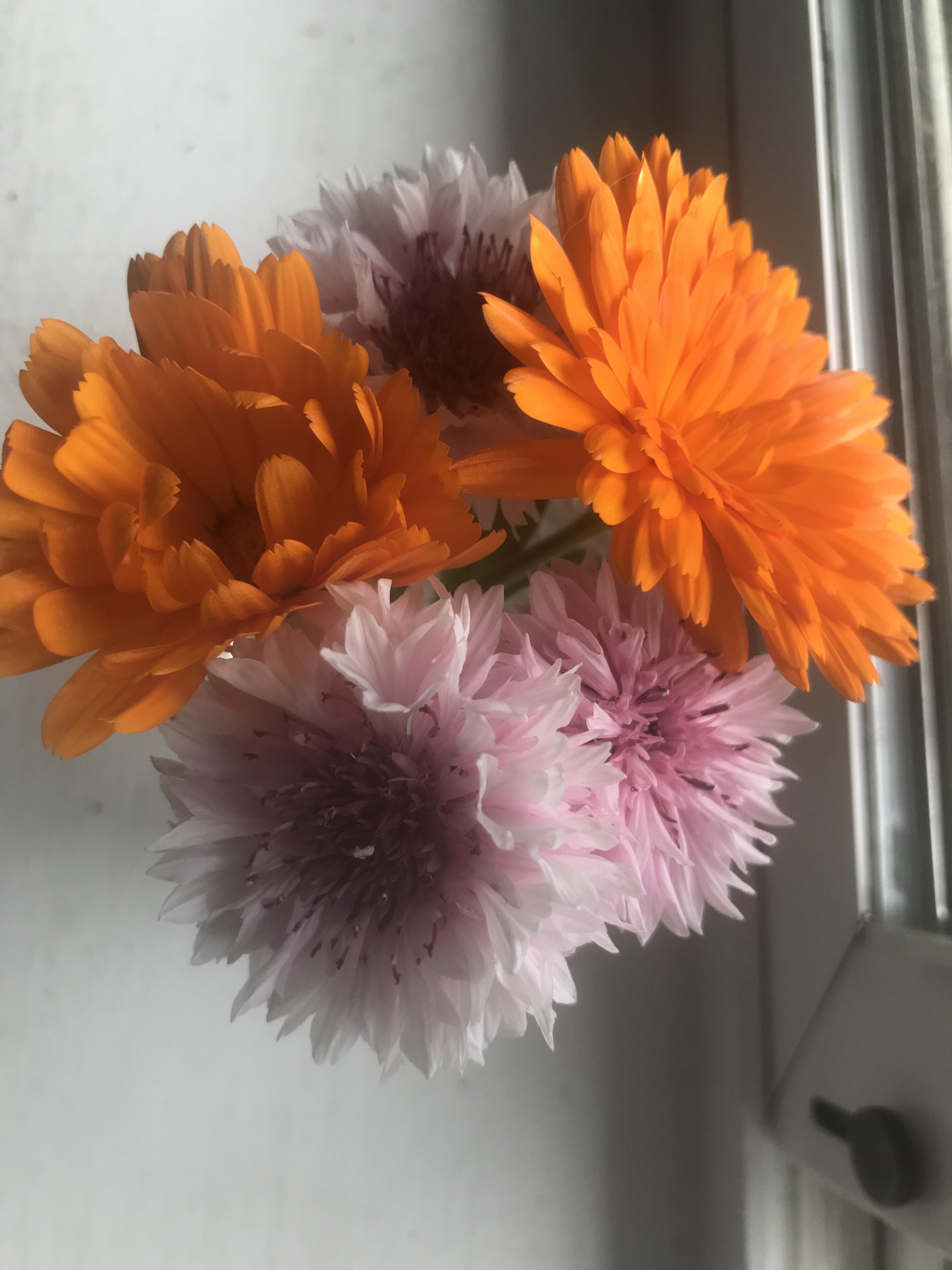 Some of my favorite (edible) flowers are in season. It’s been 2 months