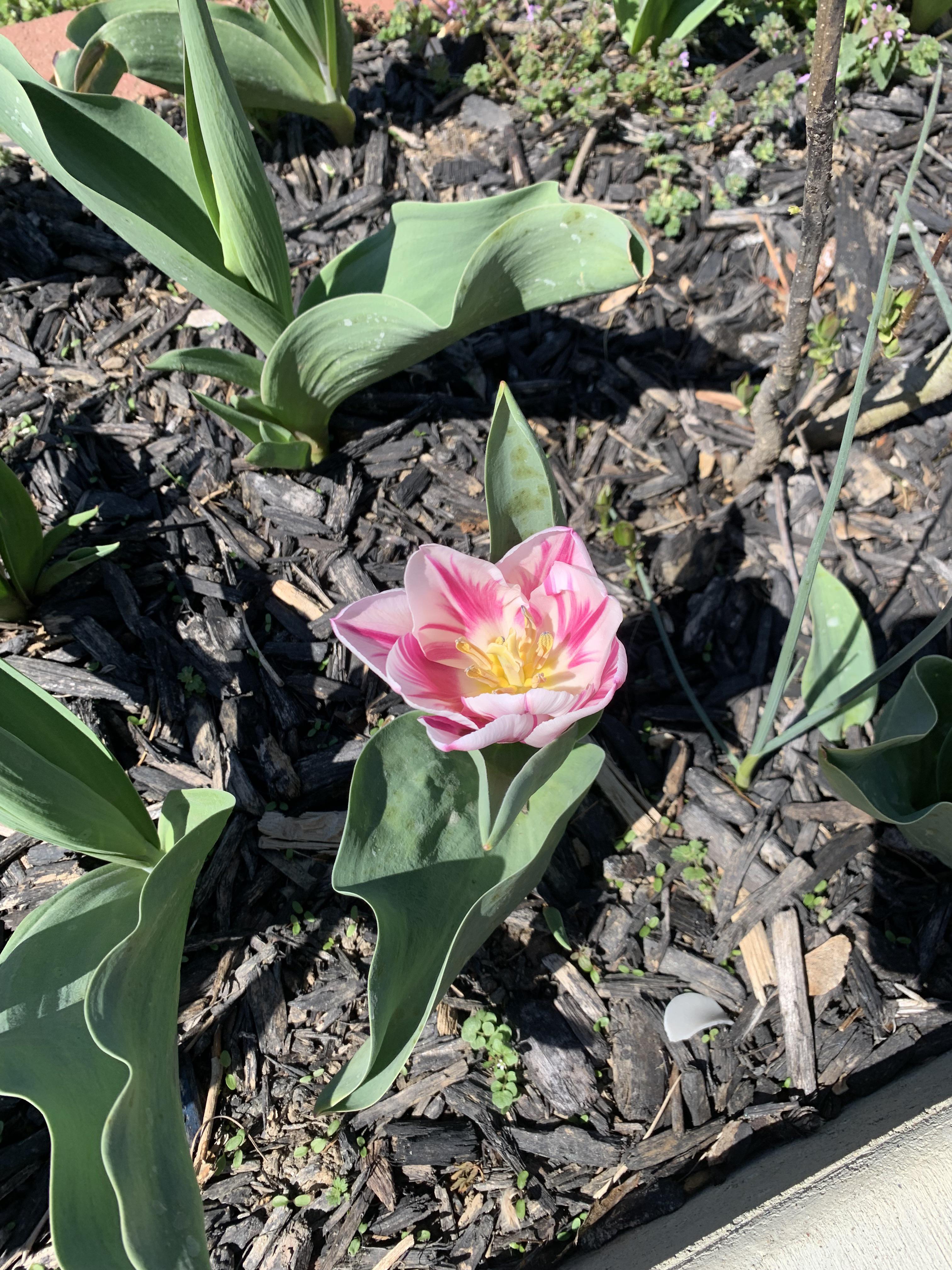 PSA Moldy Bulbs Grow! r/gardening