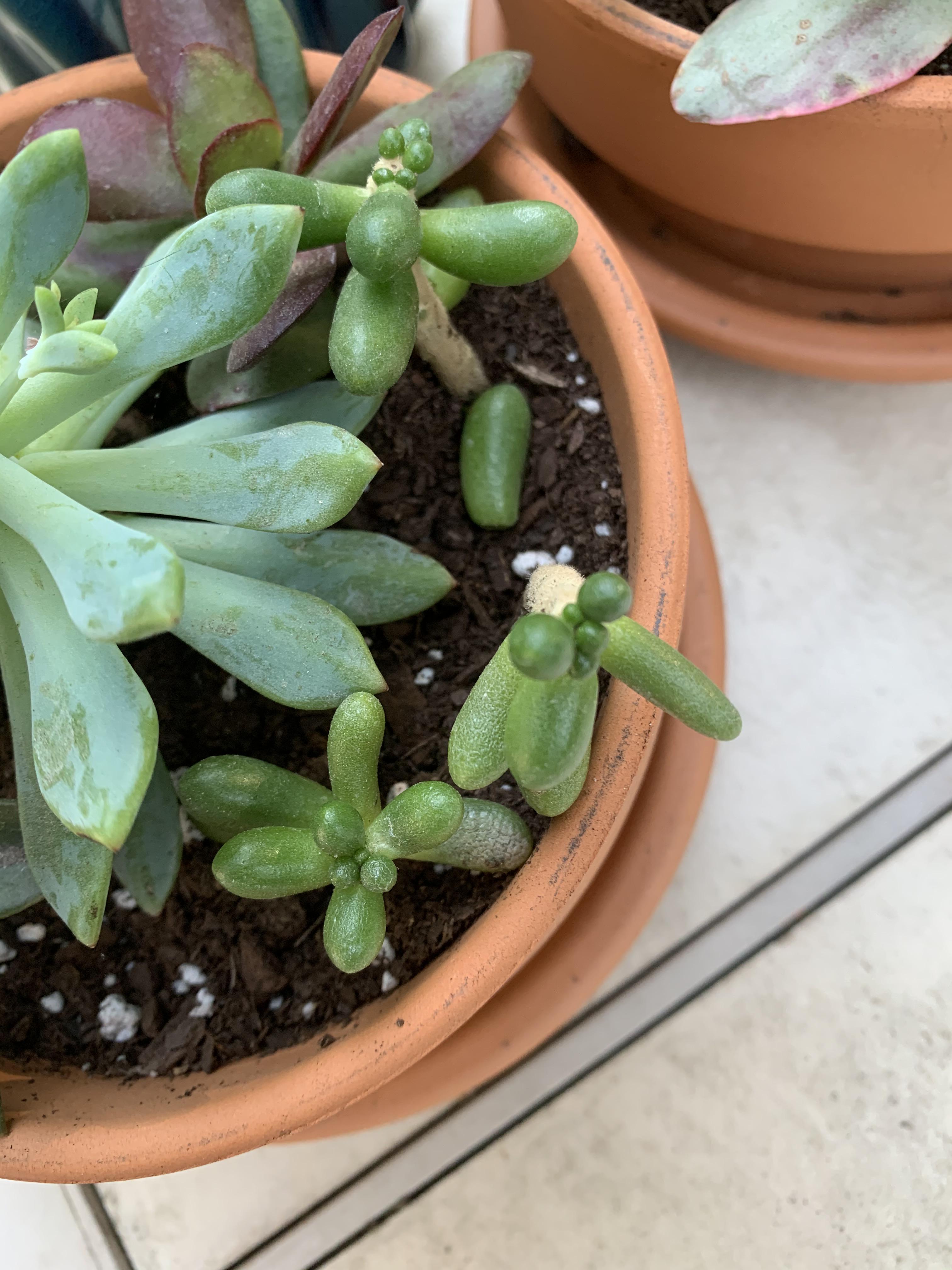 I’ve had trouble with these three guys since day one, their leaves keep