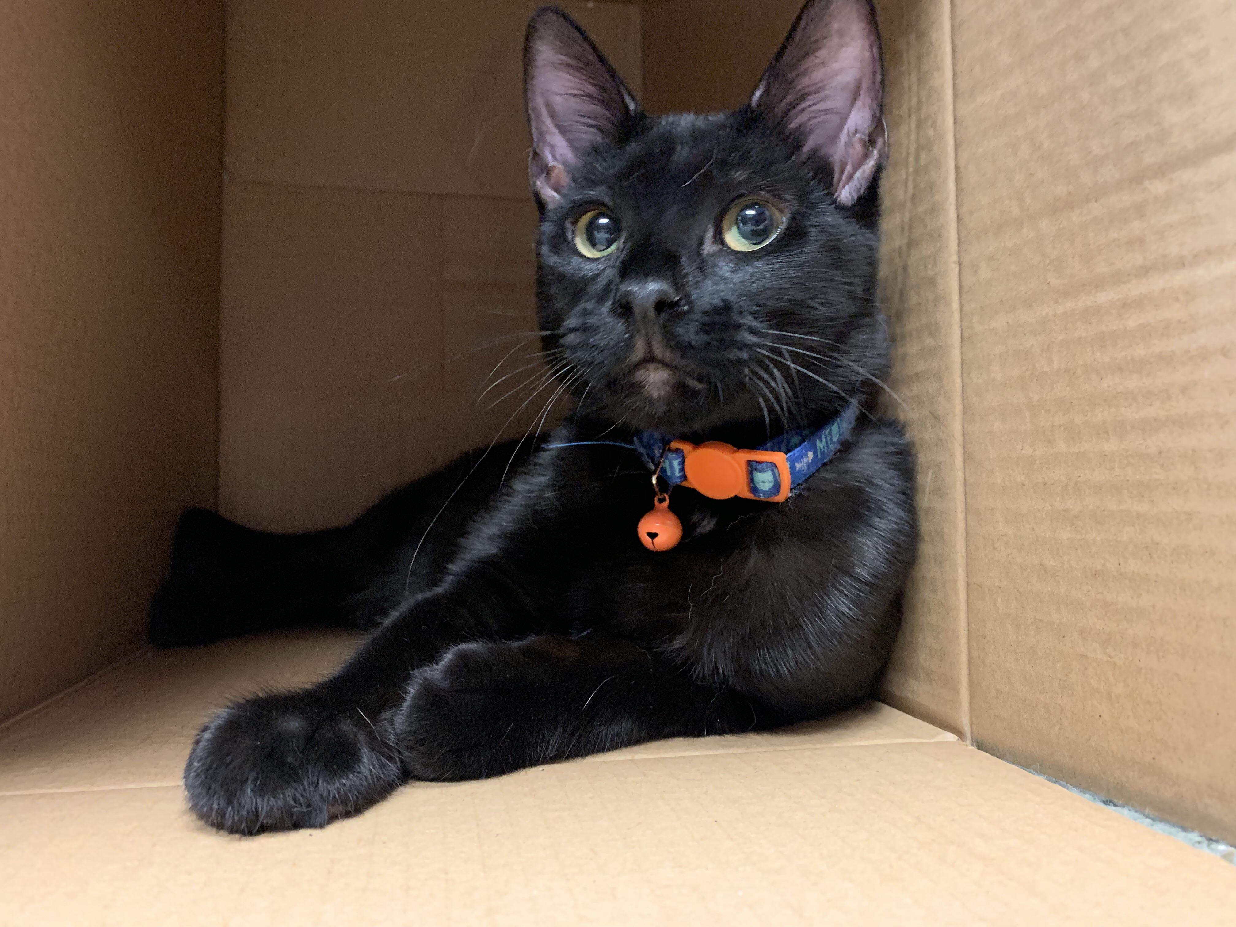 this is my lil buddy ozark, my girlfriend i adopted him on a family