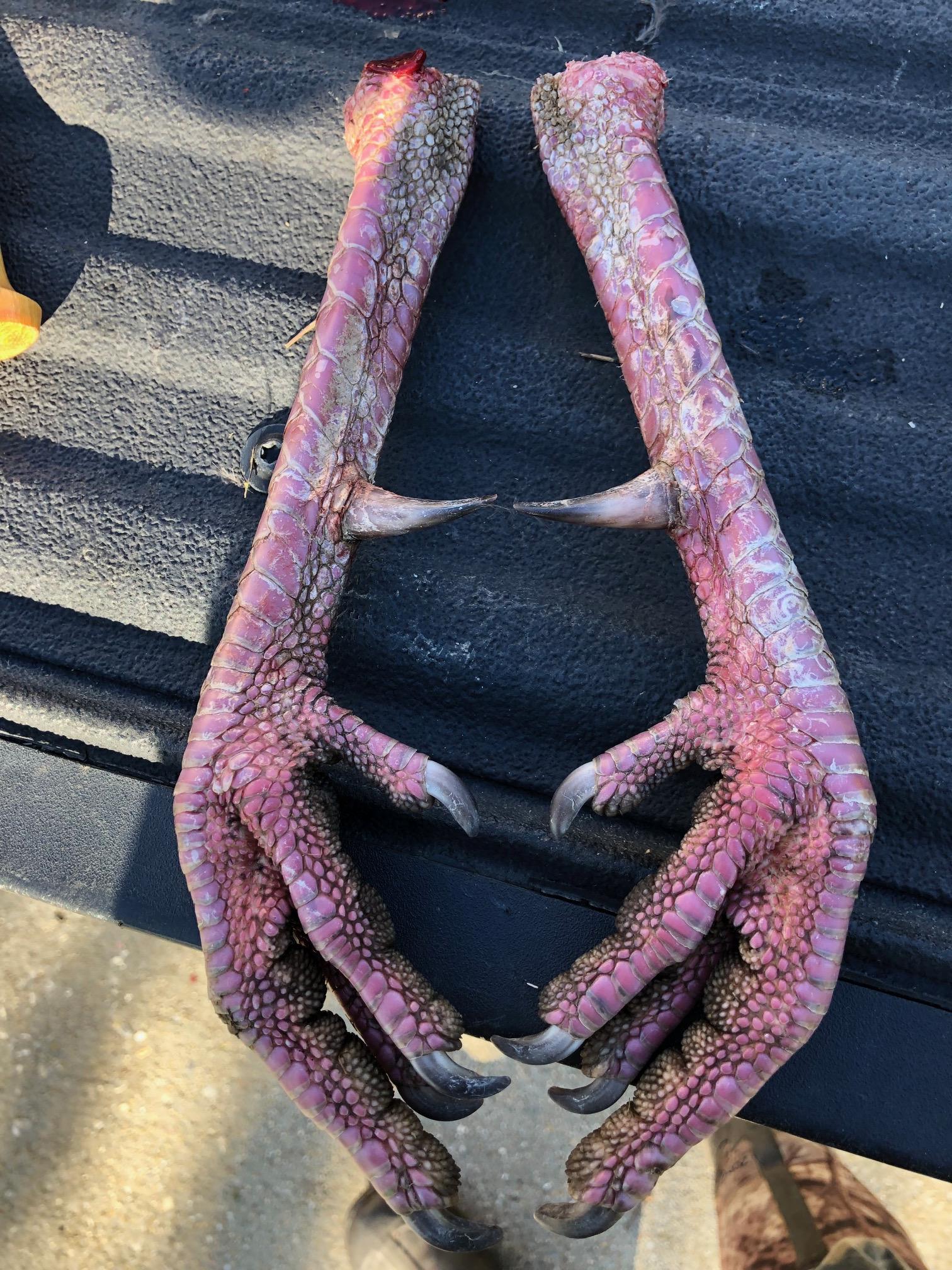 Different Picture of my turkey from opening day! My biggest spurs to