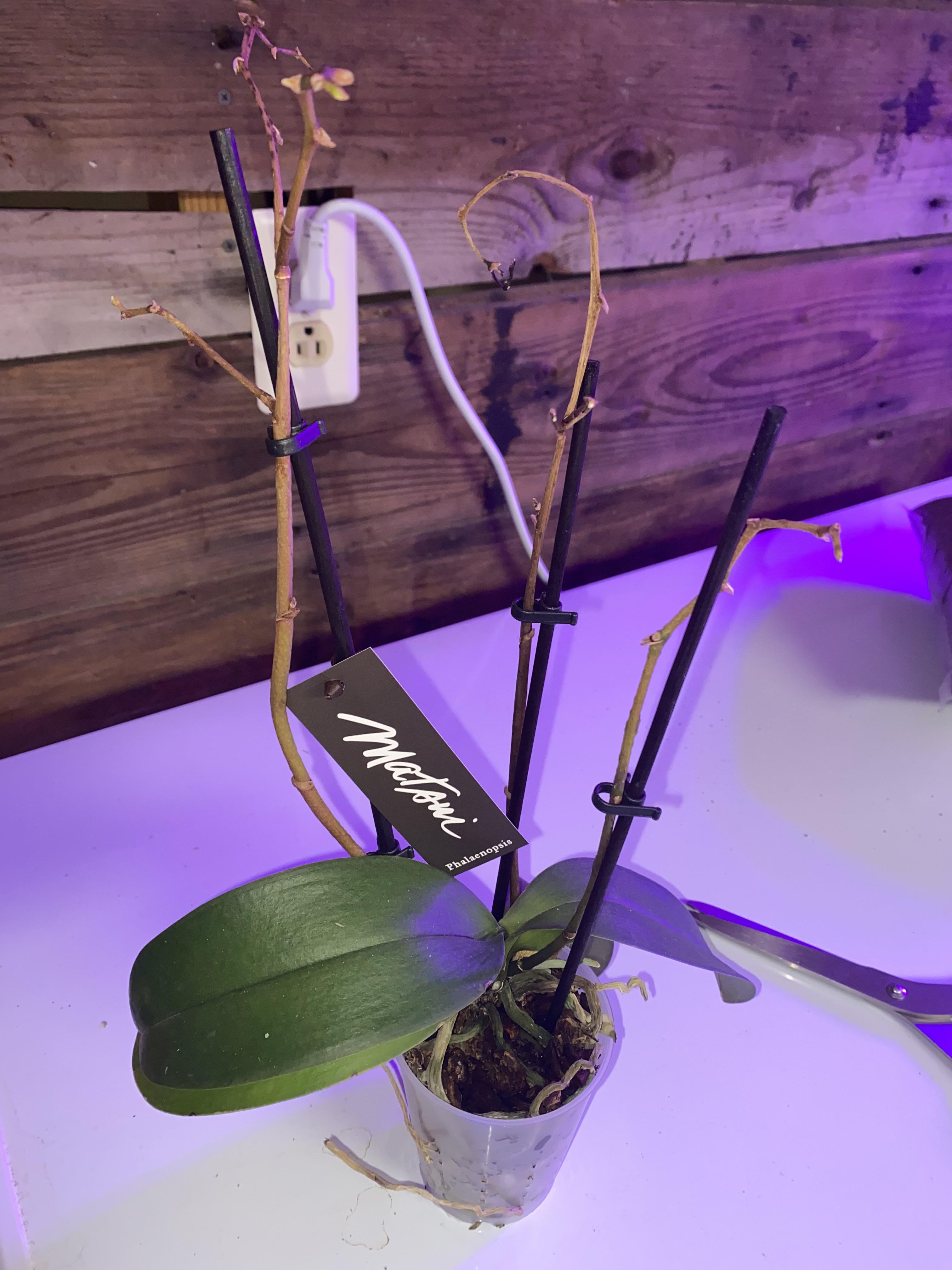 Need advice for cutting my dead flower spike r/orchids