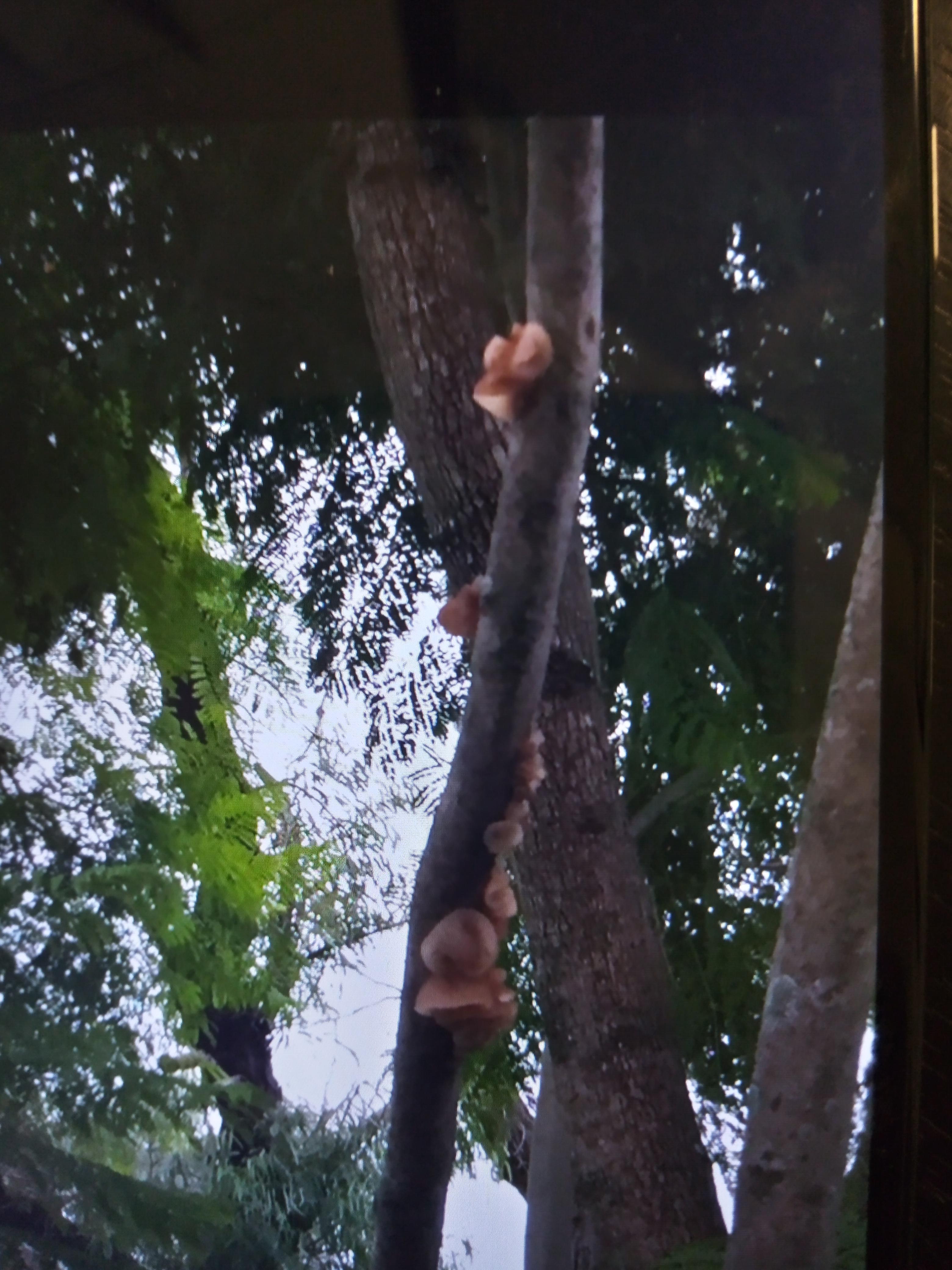 what is this on my jacaranda tree? is it poisonous? I accidentally scraped when clearing some