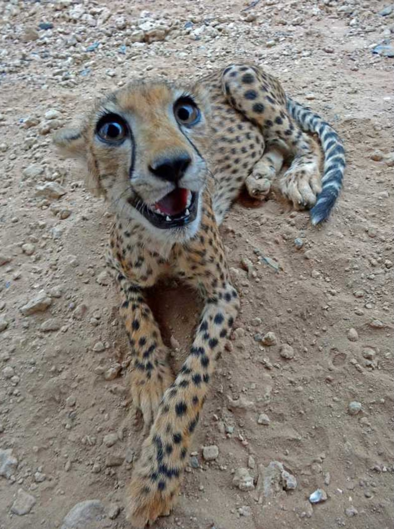 This happy little cheetah r/aww