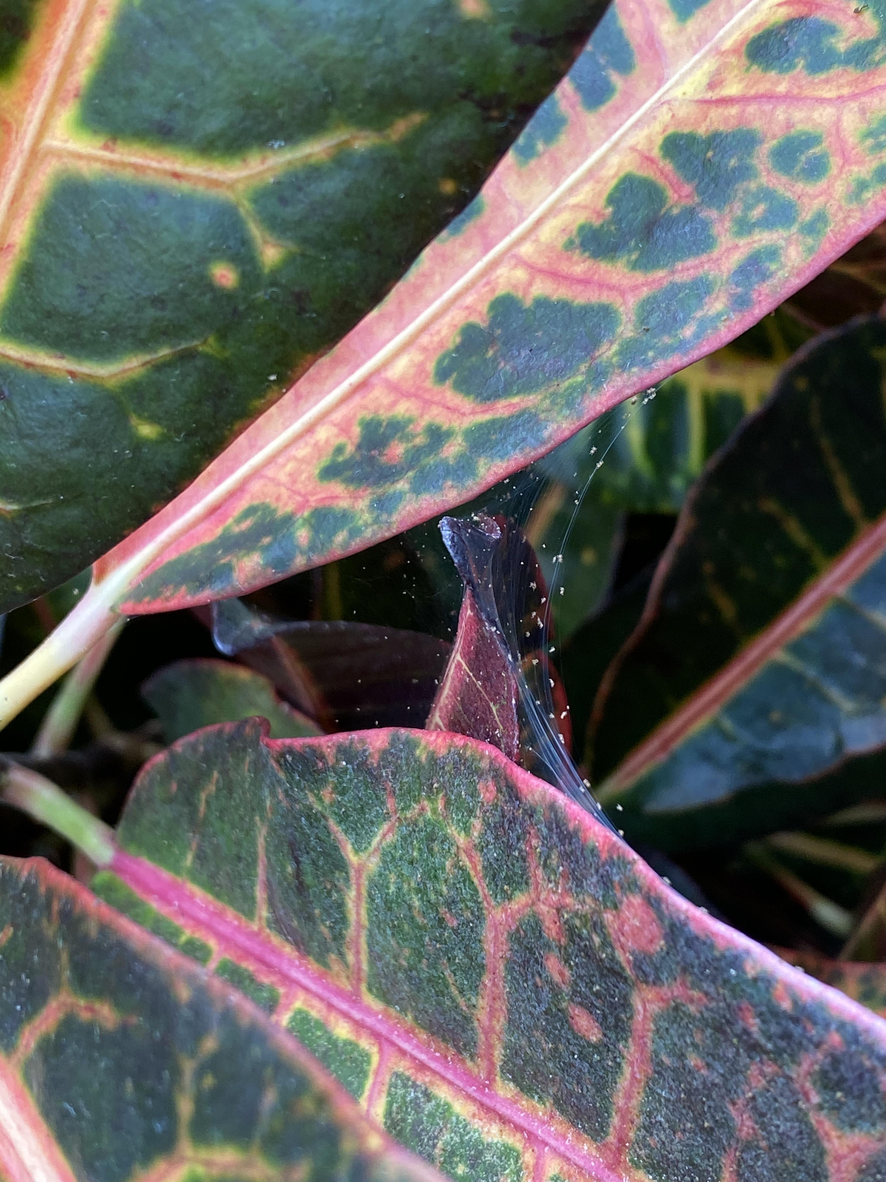 Spiders on my croton plant. Are these spider mites? How do I get rid of