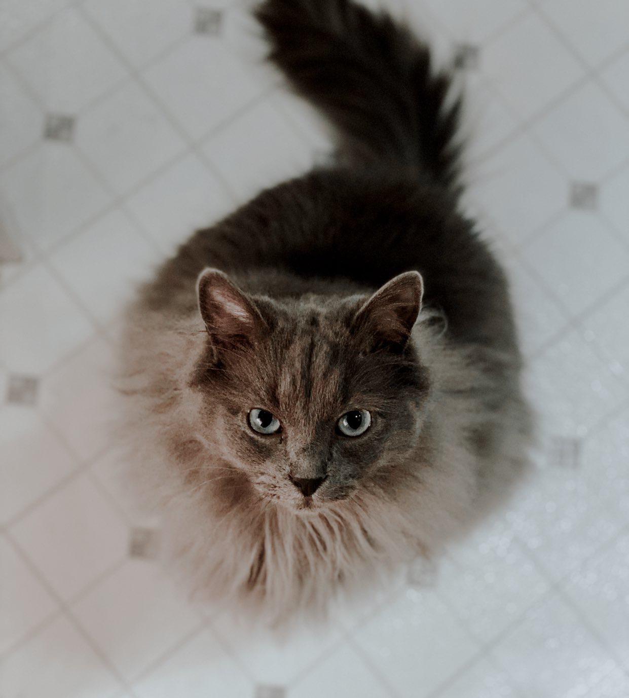 This is my cat r/redditgetsdrawn