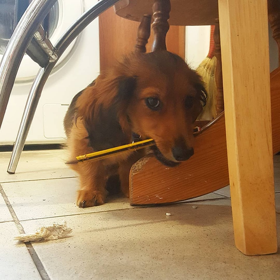 run away r/dachshunds