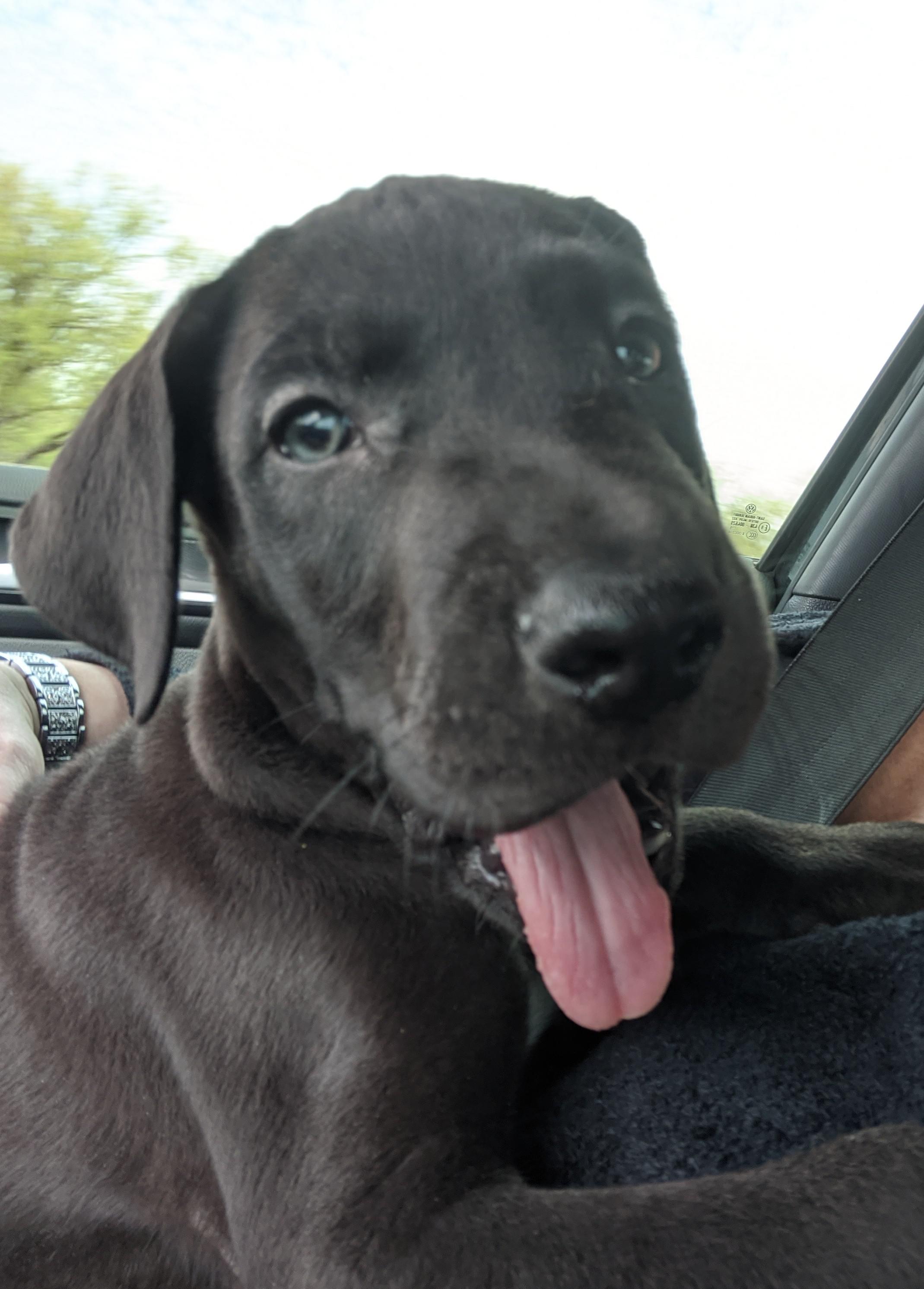 We will hug him and pet him and love him and call him... Moose. r/Awww