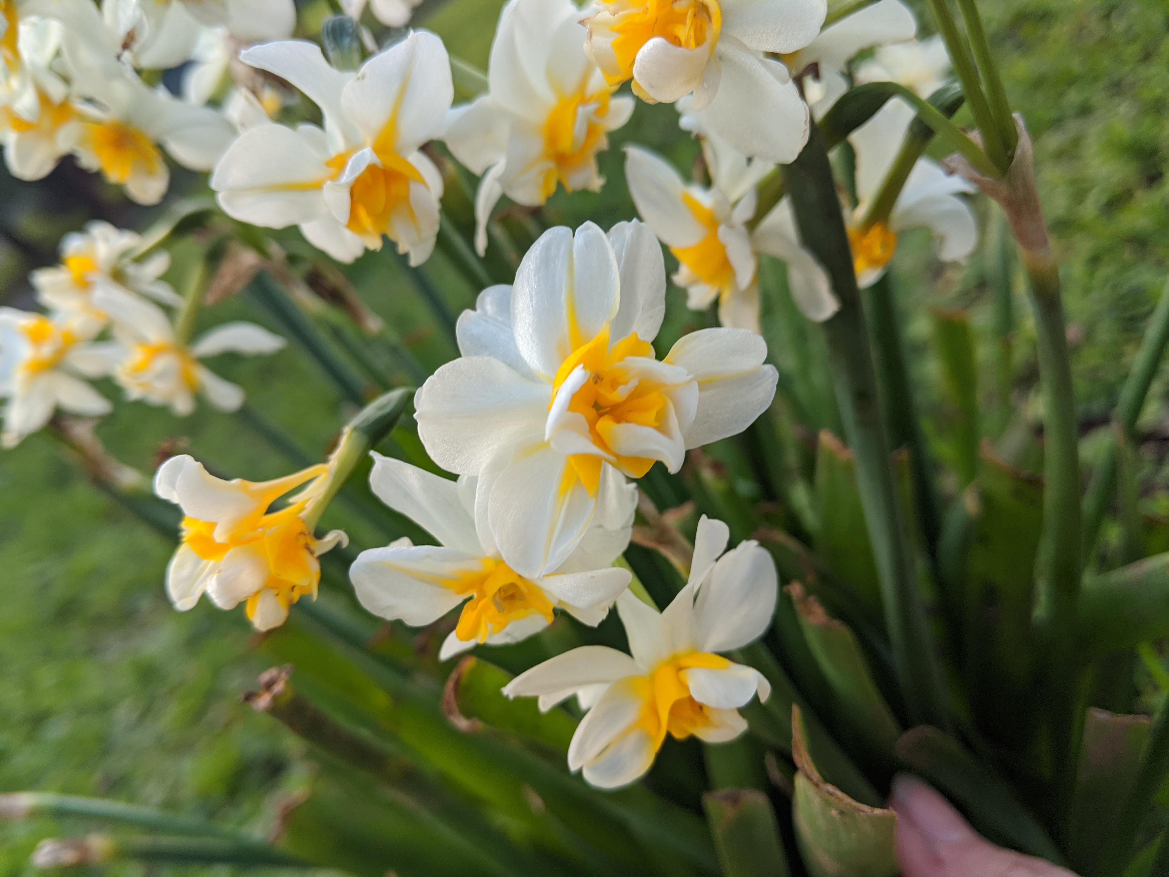 What Do Daffodils Smell Like Grooming Wise