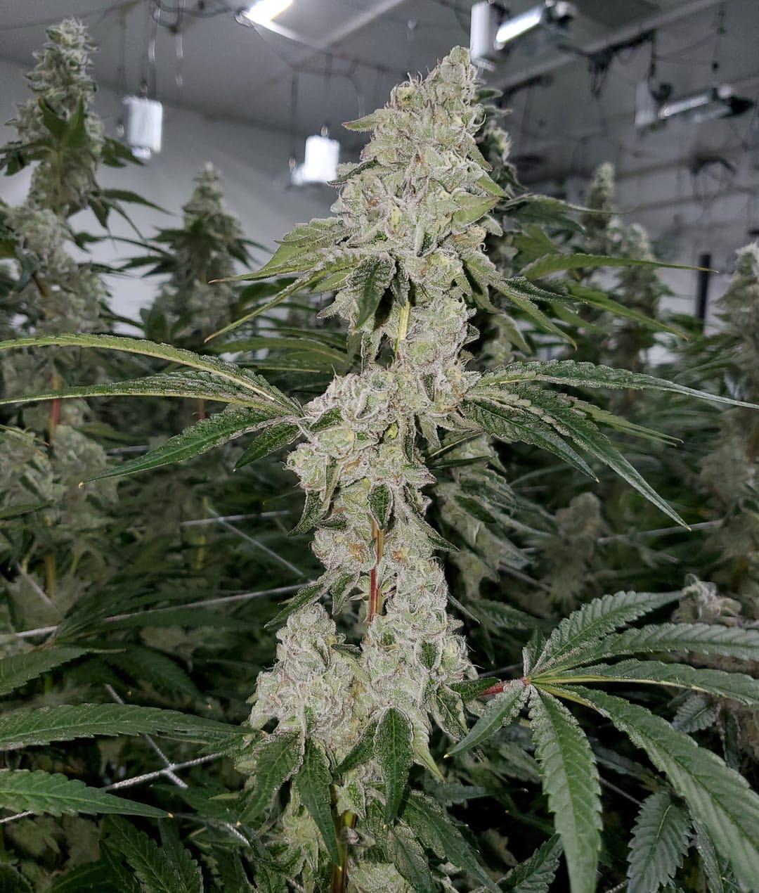 This Sour Apple Killer = Sour Apple x Sunset Sherbert x Natural Born Killer looking and smelling