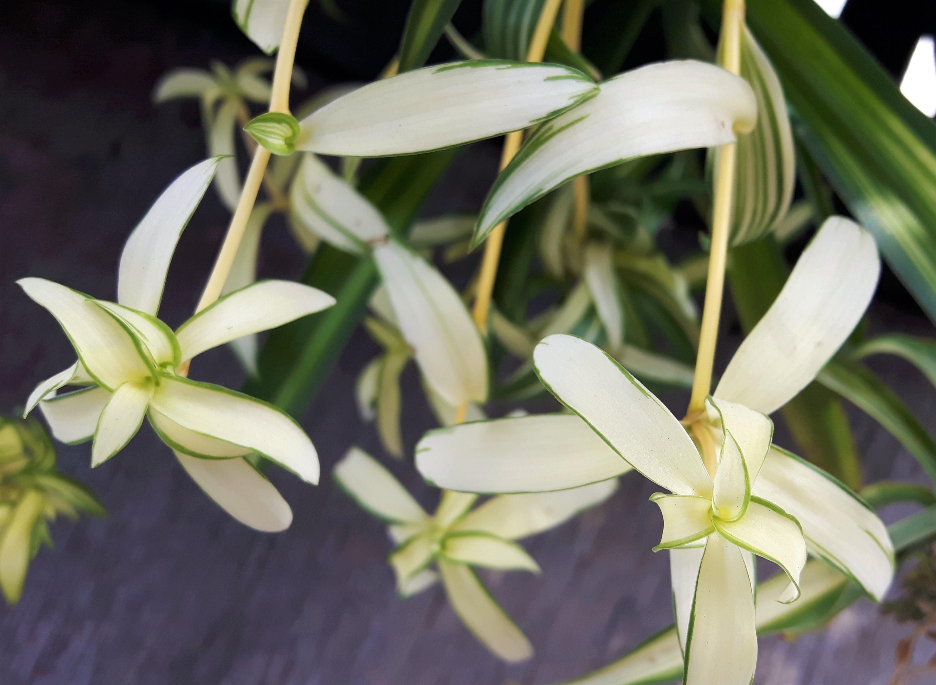 Nearly pure white spider-plant babies! (Virtually no chlorophyll in the