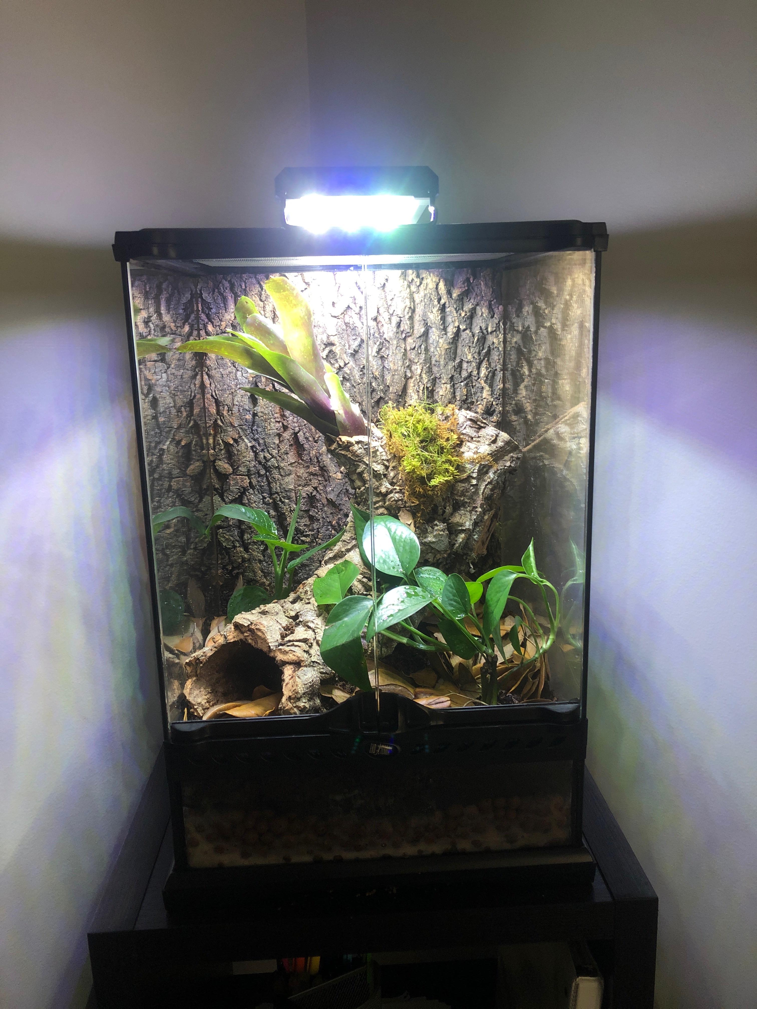 Just Finished this Simple 12x12x18 for Mourning Geckos r/Vivarium