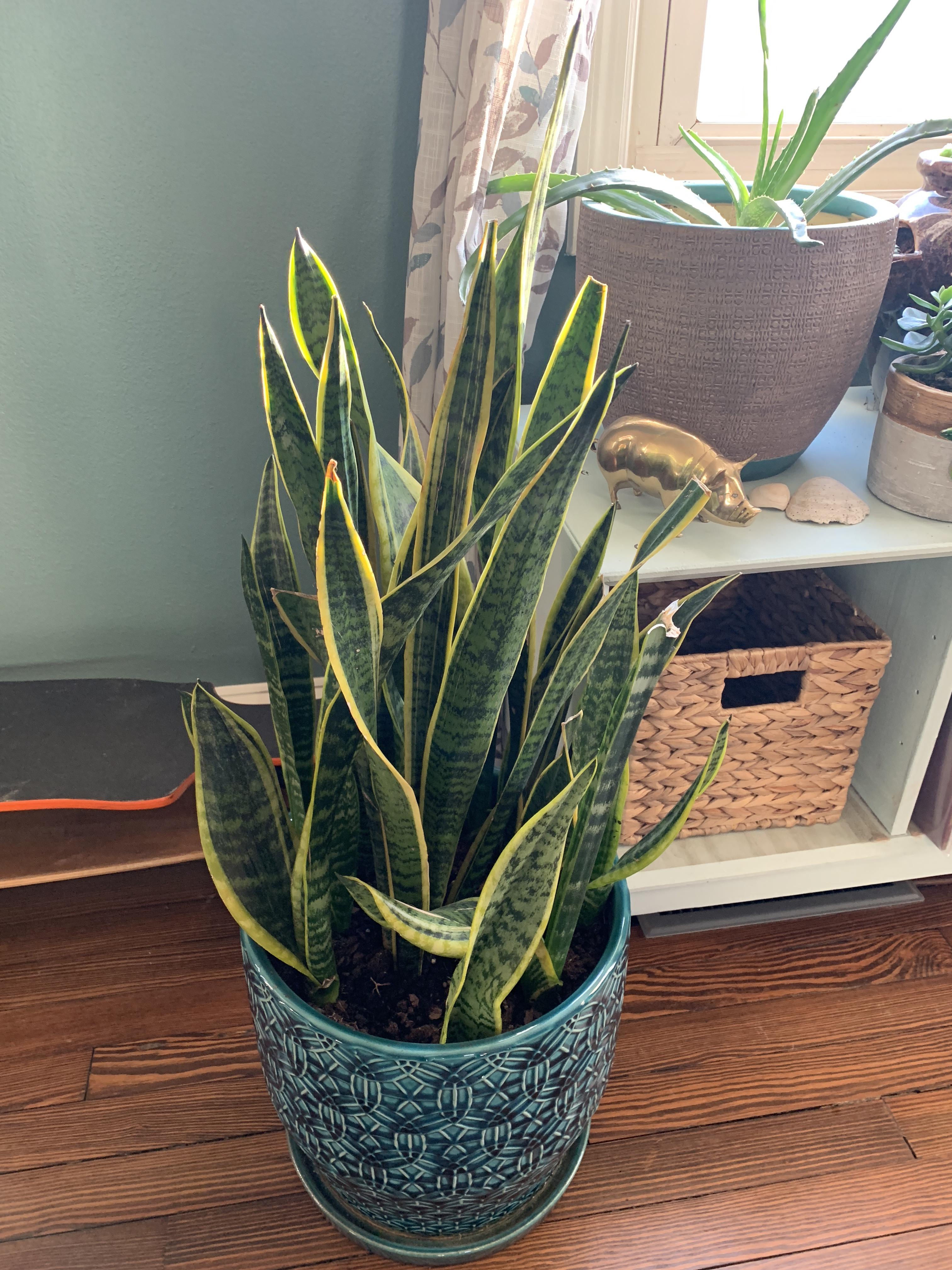 Hi All! Does anyone had advice on how to make my snake