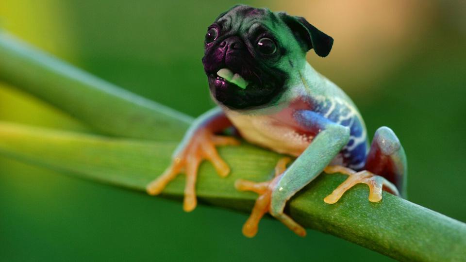 Based on the frog dog post from earlier wanted to see what reversed would look like... r/funny