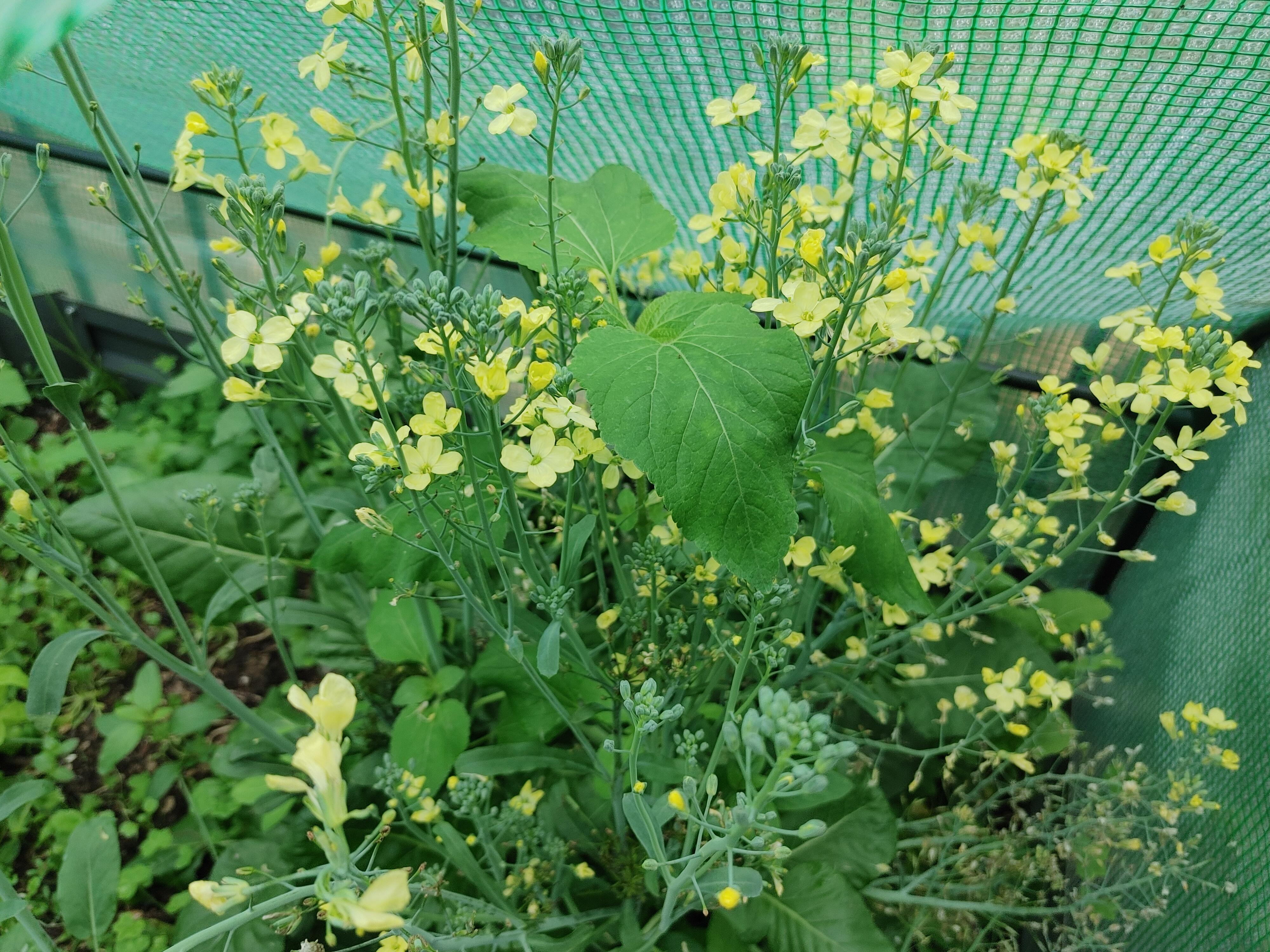I left my broccolini plant too long before harvesting that the heads