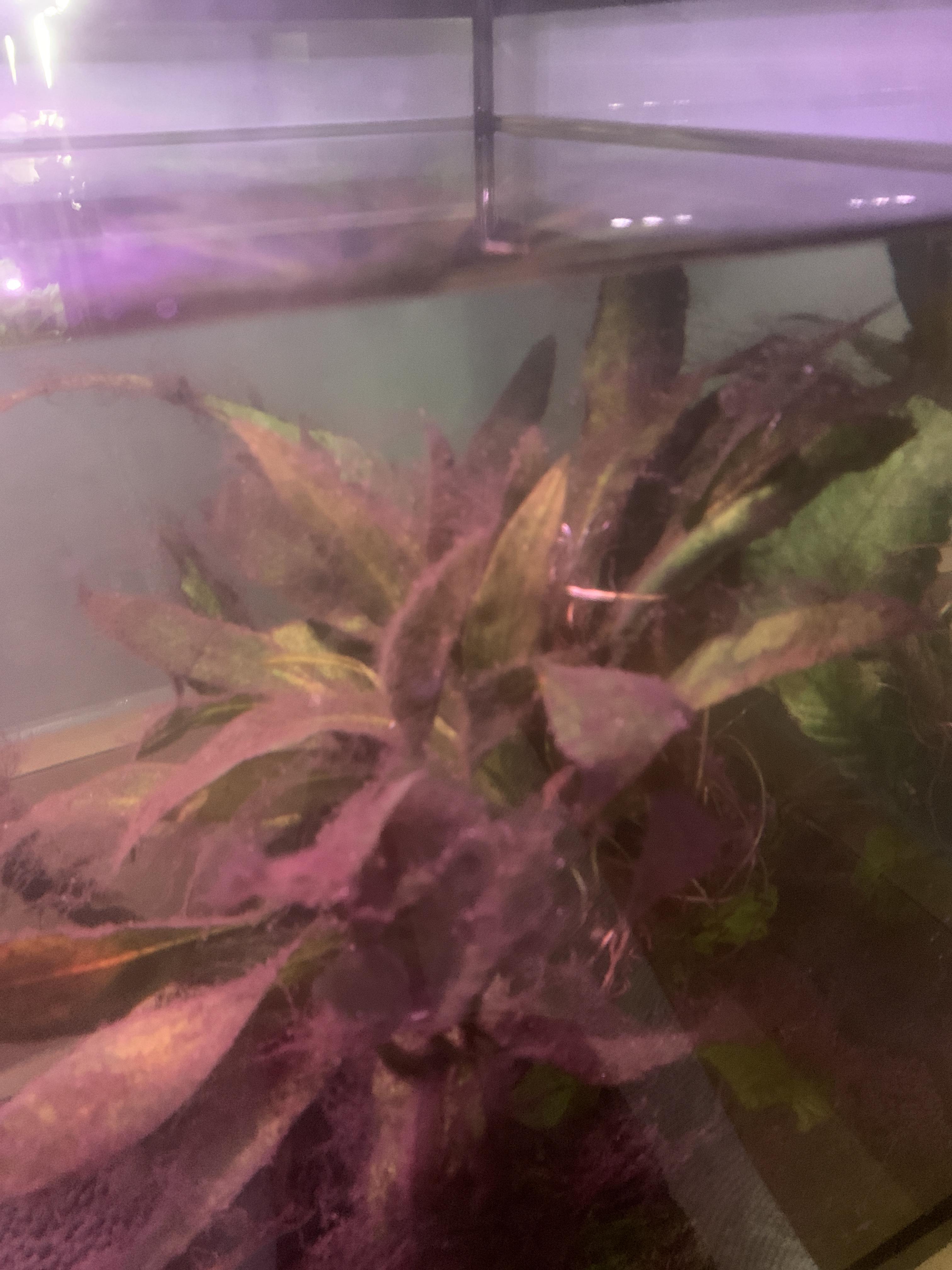 Help! My glofish tetra has laid eggs on Black hair algae and I don’t
