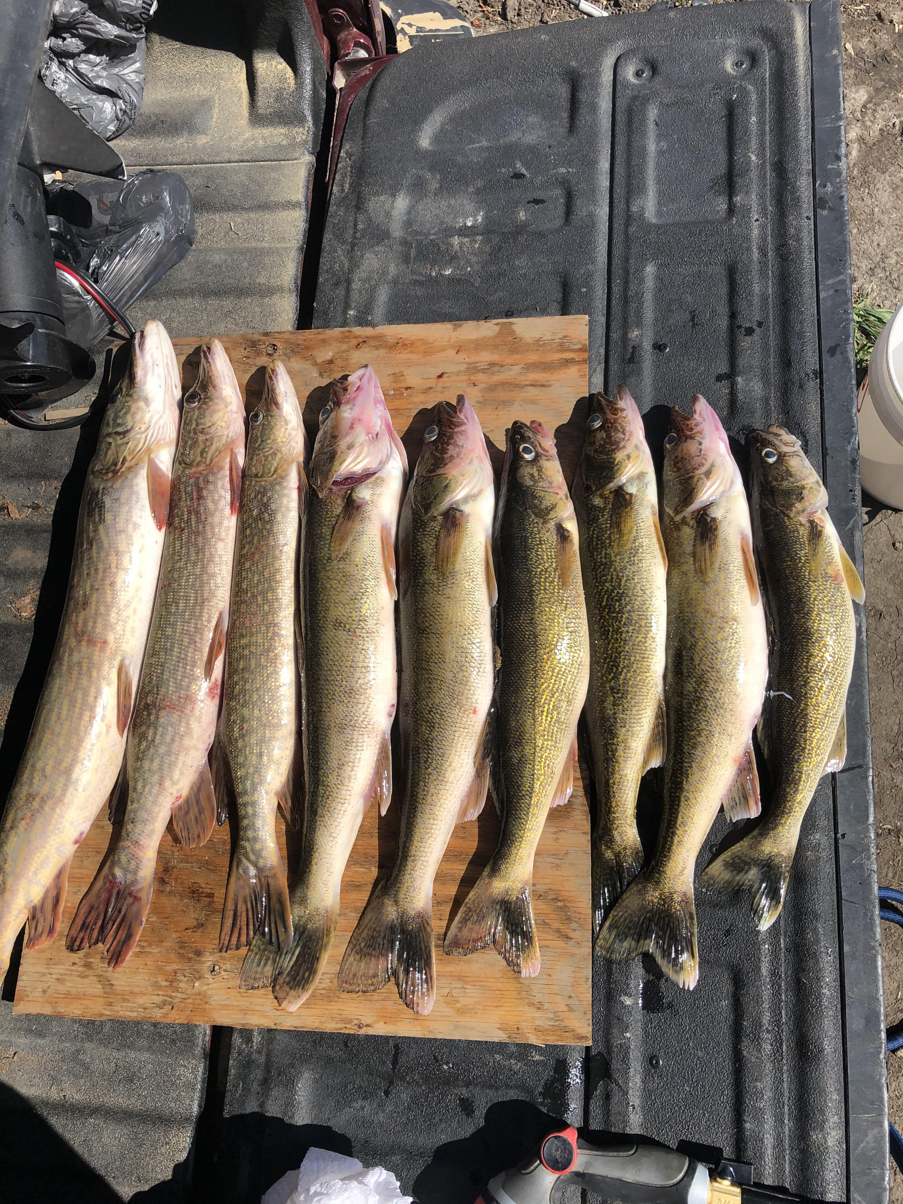 Waterhen river Saskatchewan r/Fishing