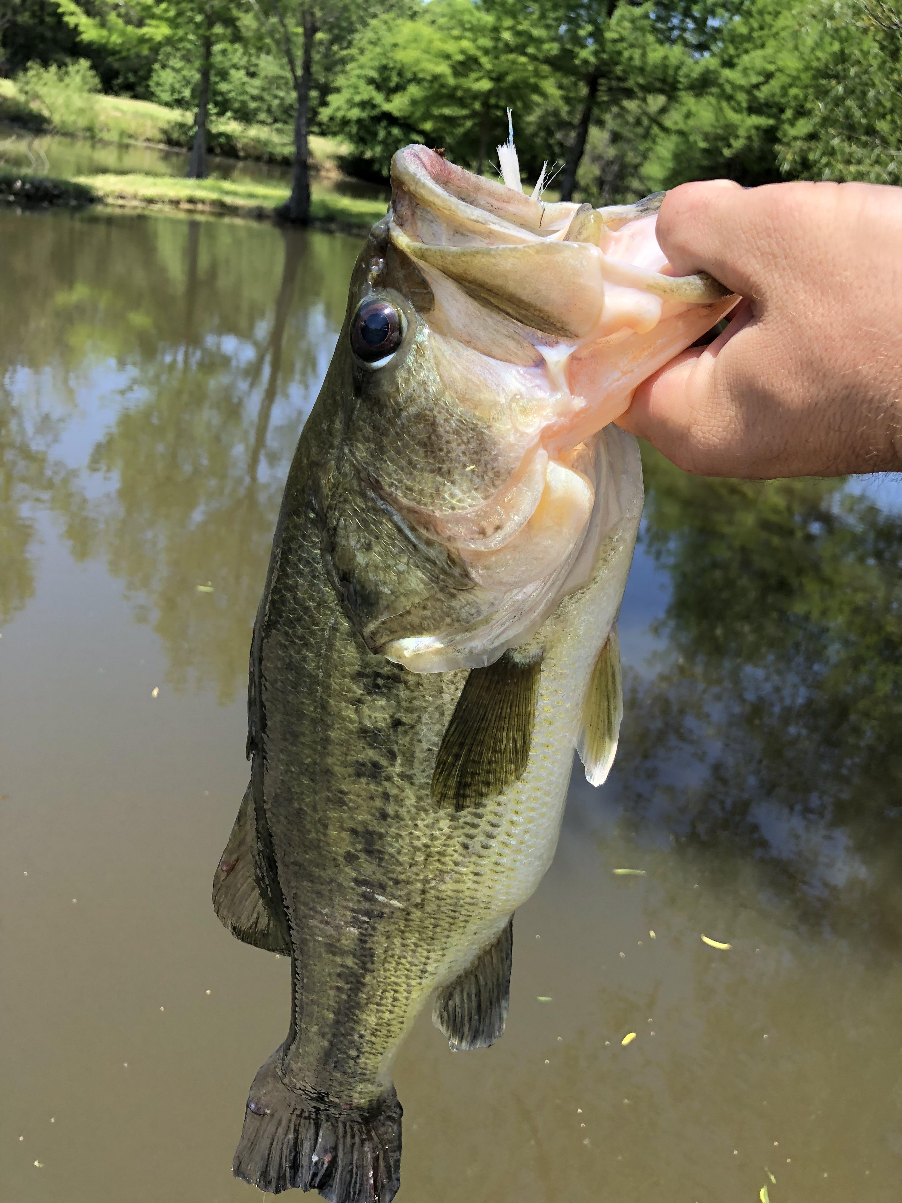 Feed them and they’ll grow, first bass since dumping in the craws! r