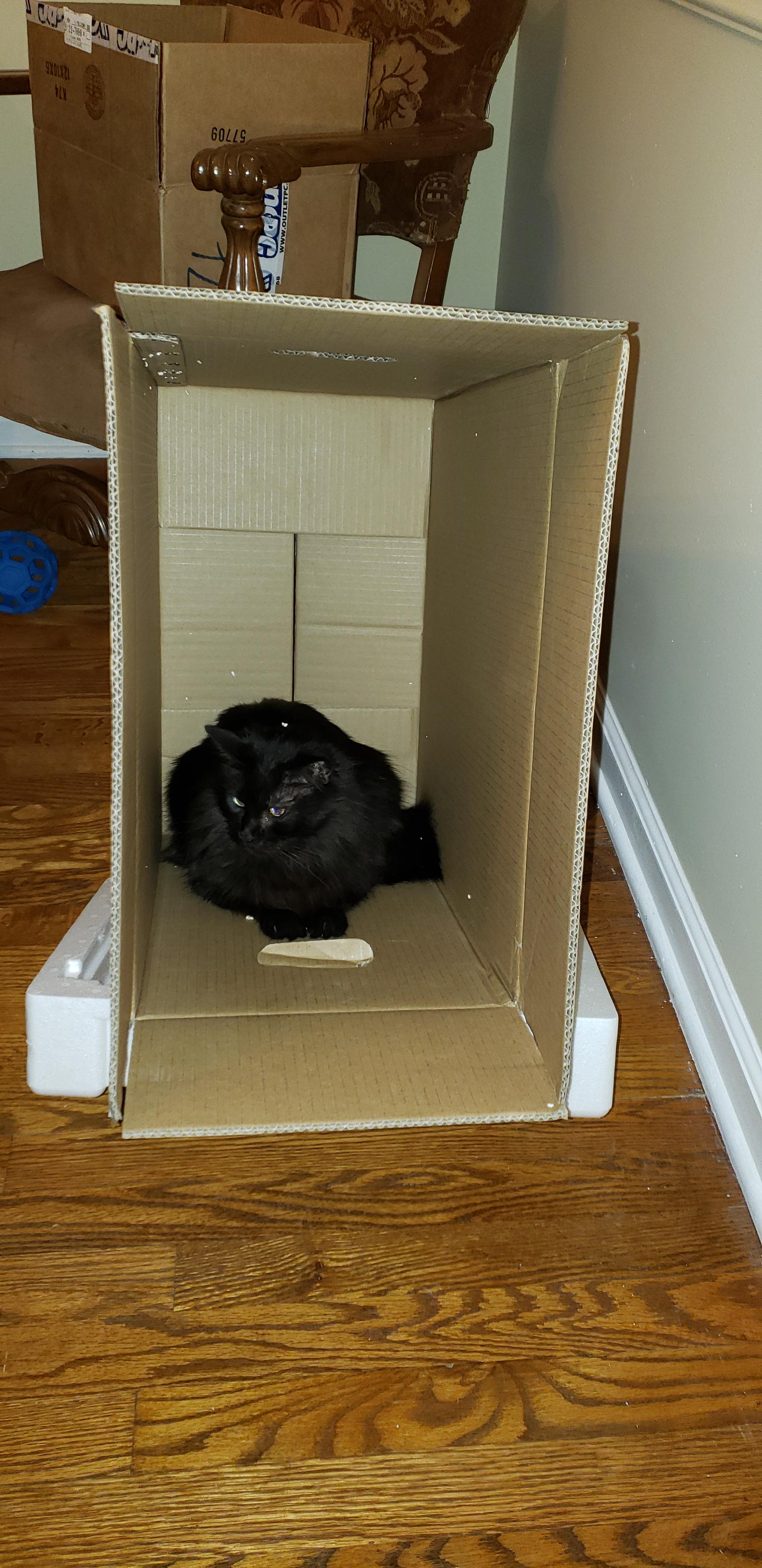 Computer Case Boxes Work Really Well r/TheCatTrapIsWorking