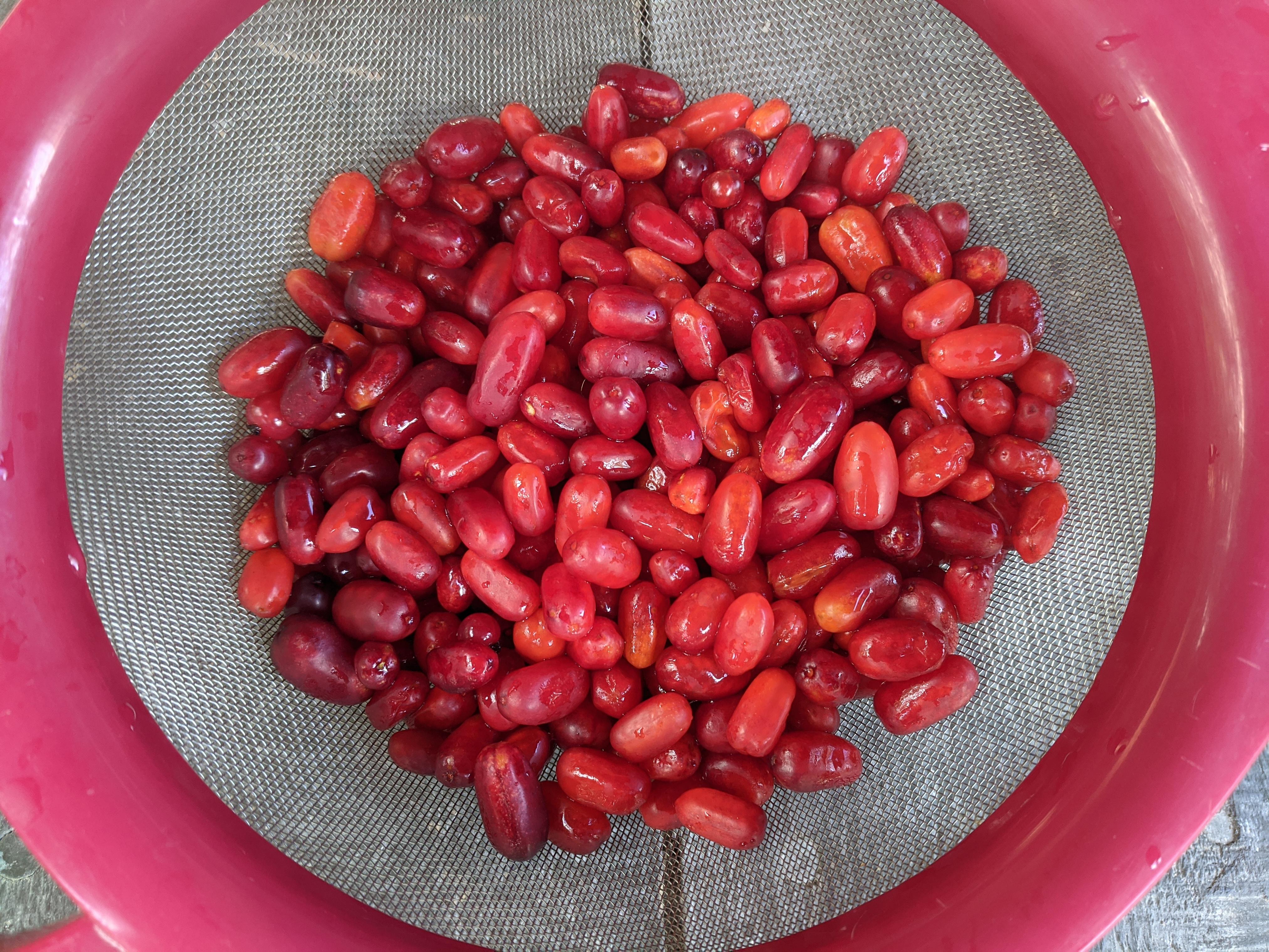watermelon berries + some early high bush cranberries (trapper creek, alaska) r/foraging