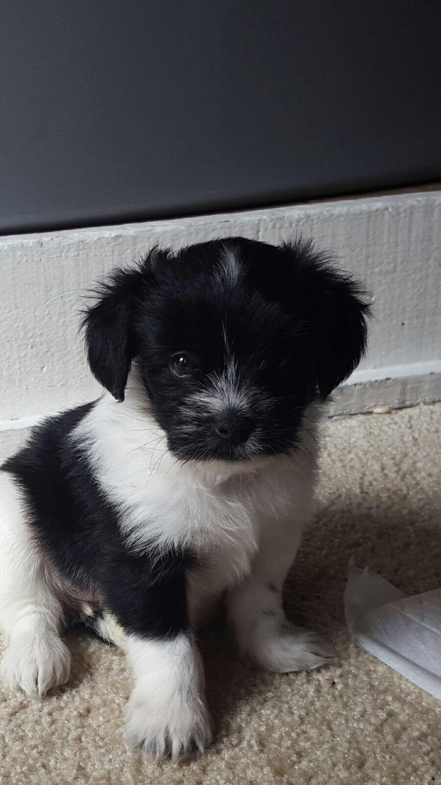 When puppy's have big paws r/aww