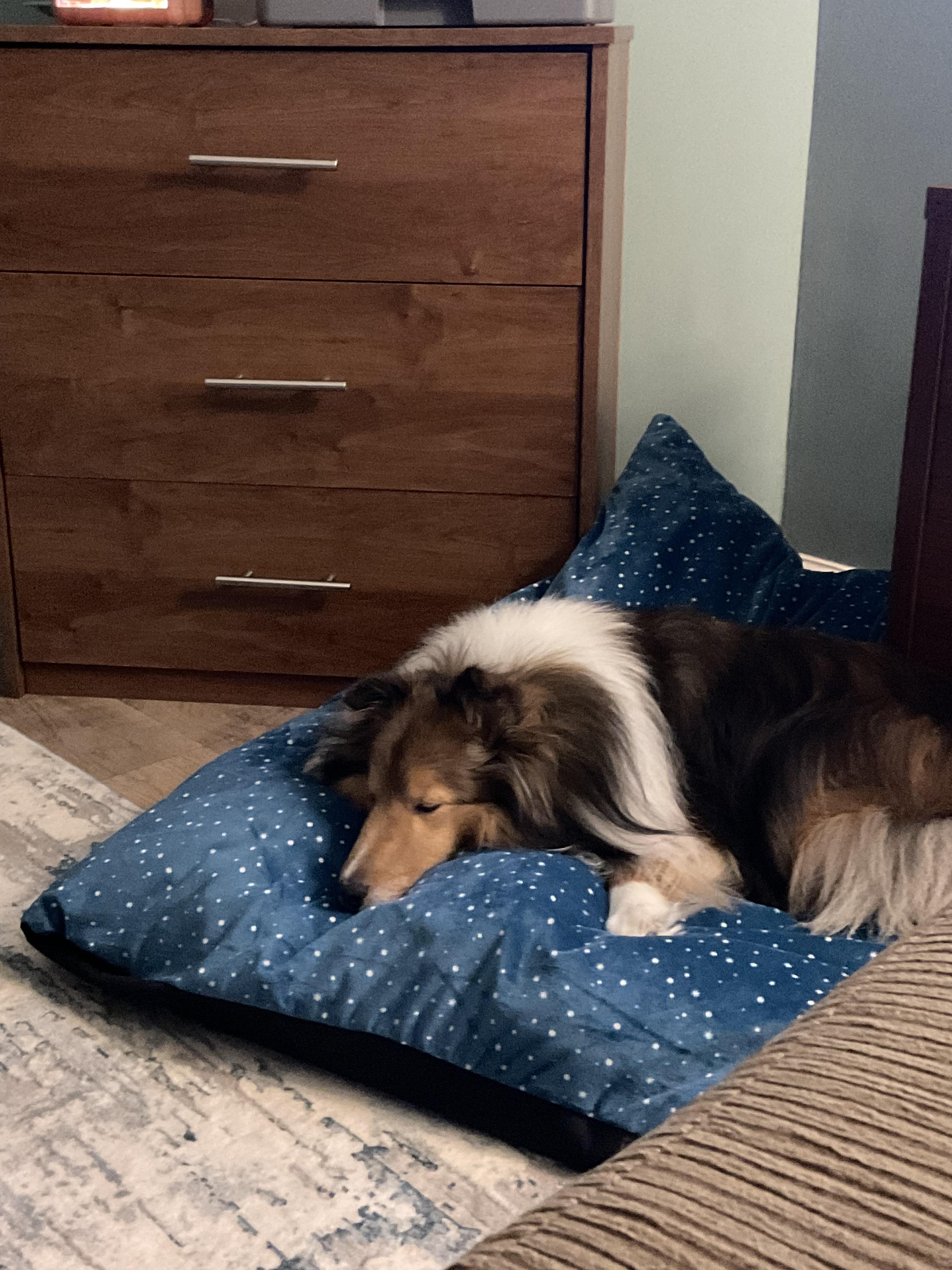 I want the biggest pillow possible r/sheltie