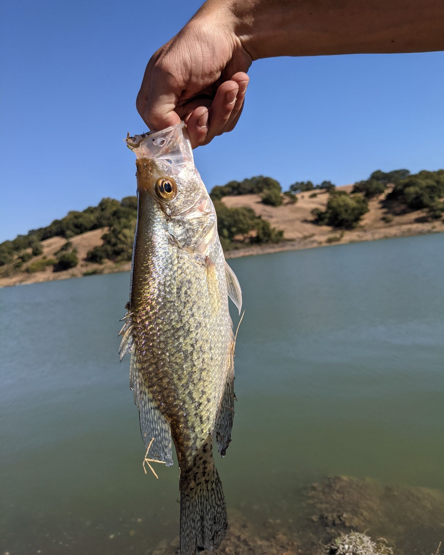 First ever crappie at Calero Reservoir in Cali. Fishing