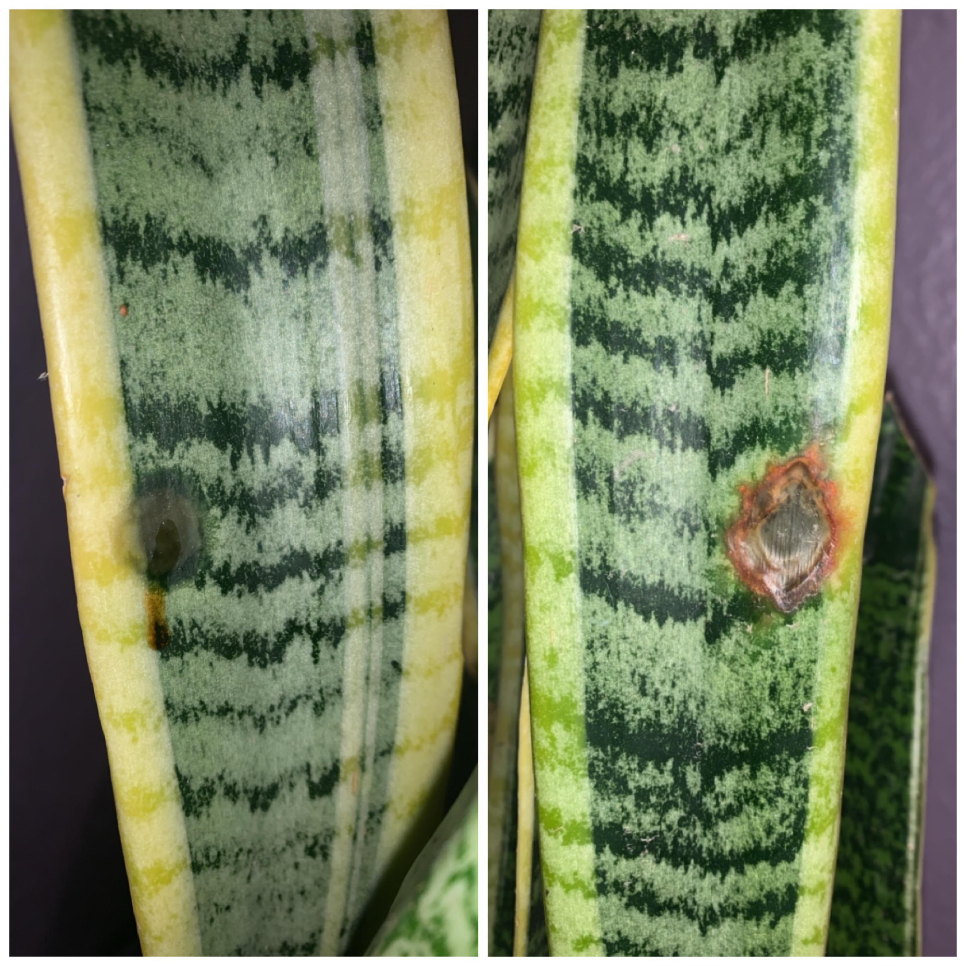 What Causes Brown Spots On Snake Plant? (And How To Fix It), 49 OFF