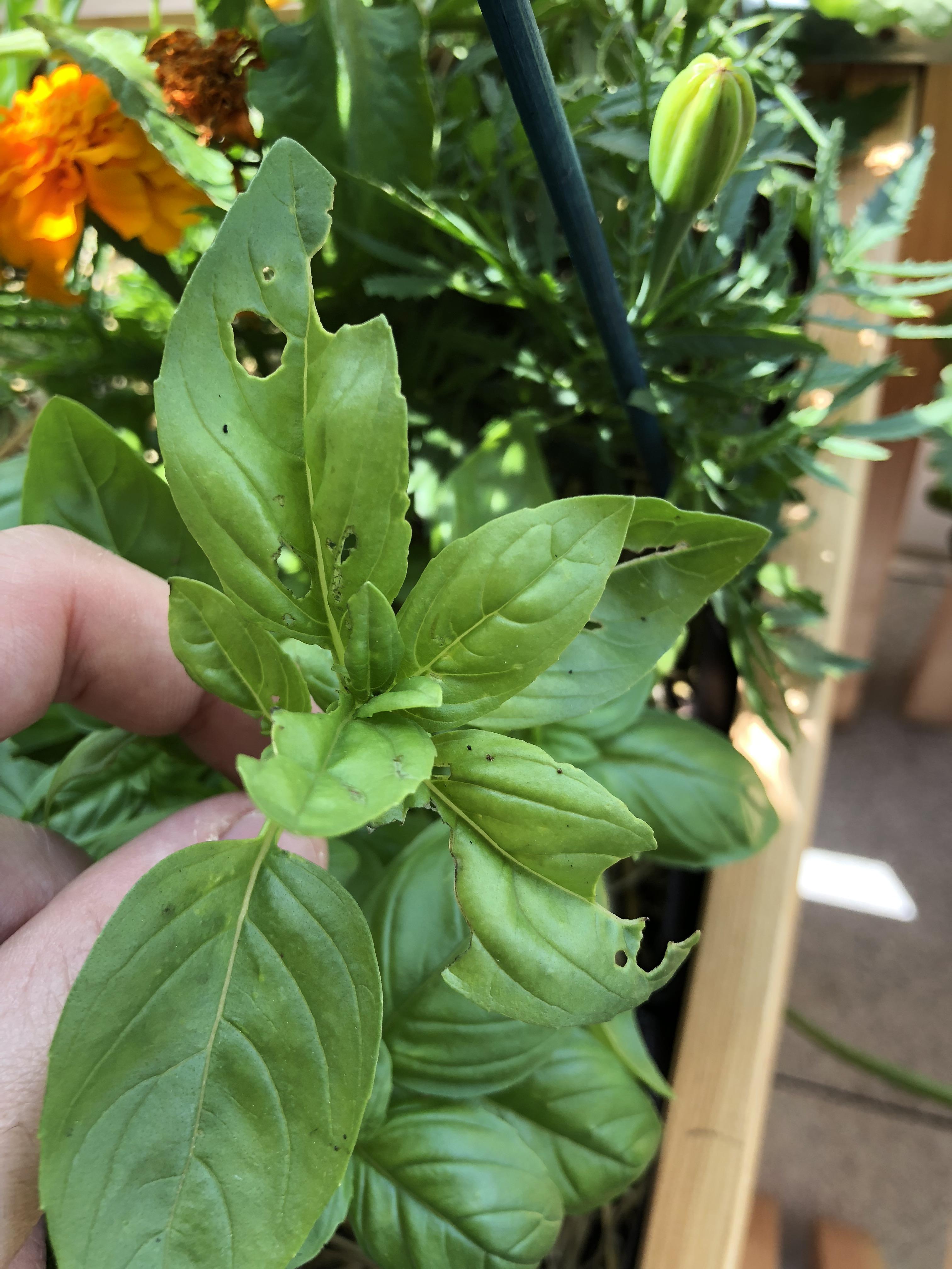 What is eating my basil ? r/gardening