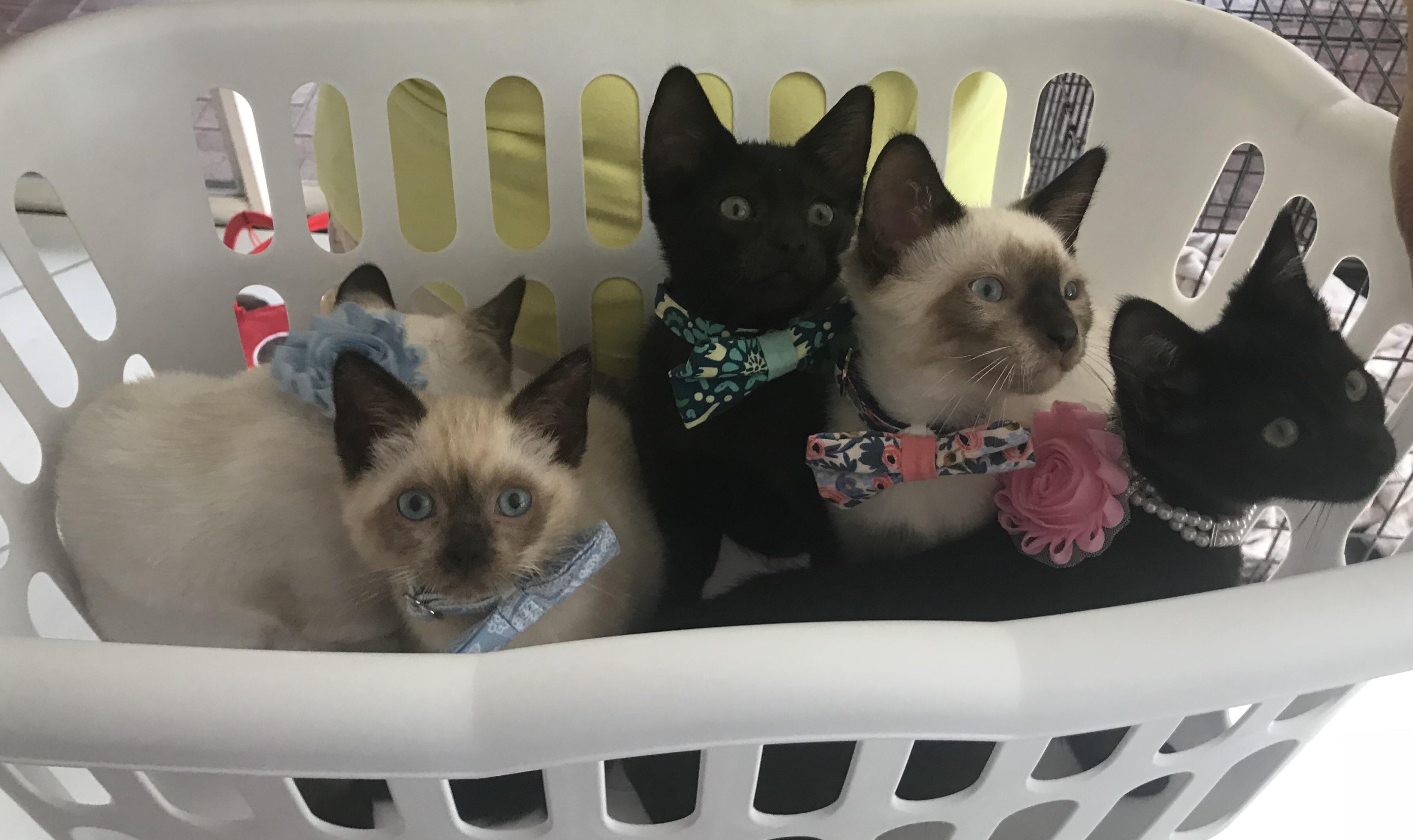 After my cat passed away I fostered a litter of kittens, planning to