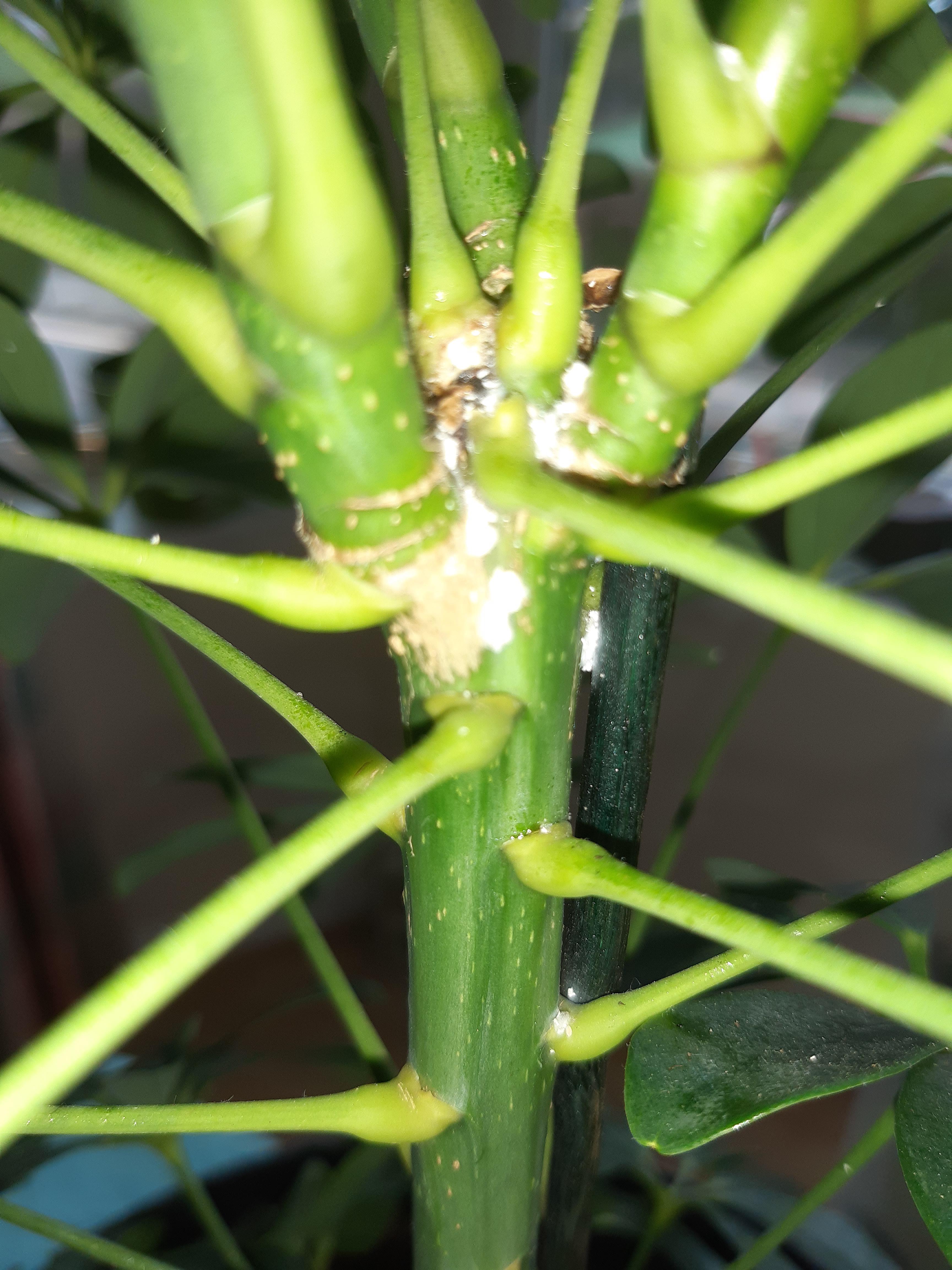 What is the white stuff growing on the leaves and stem of Robert? r