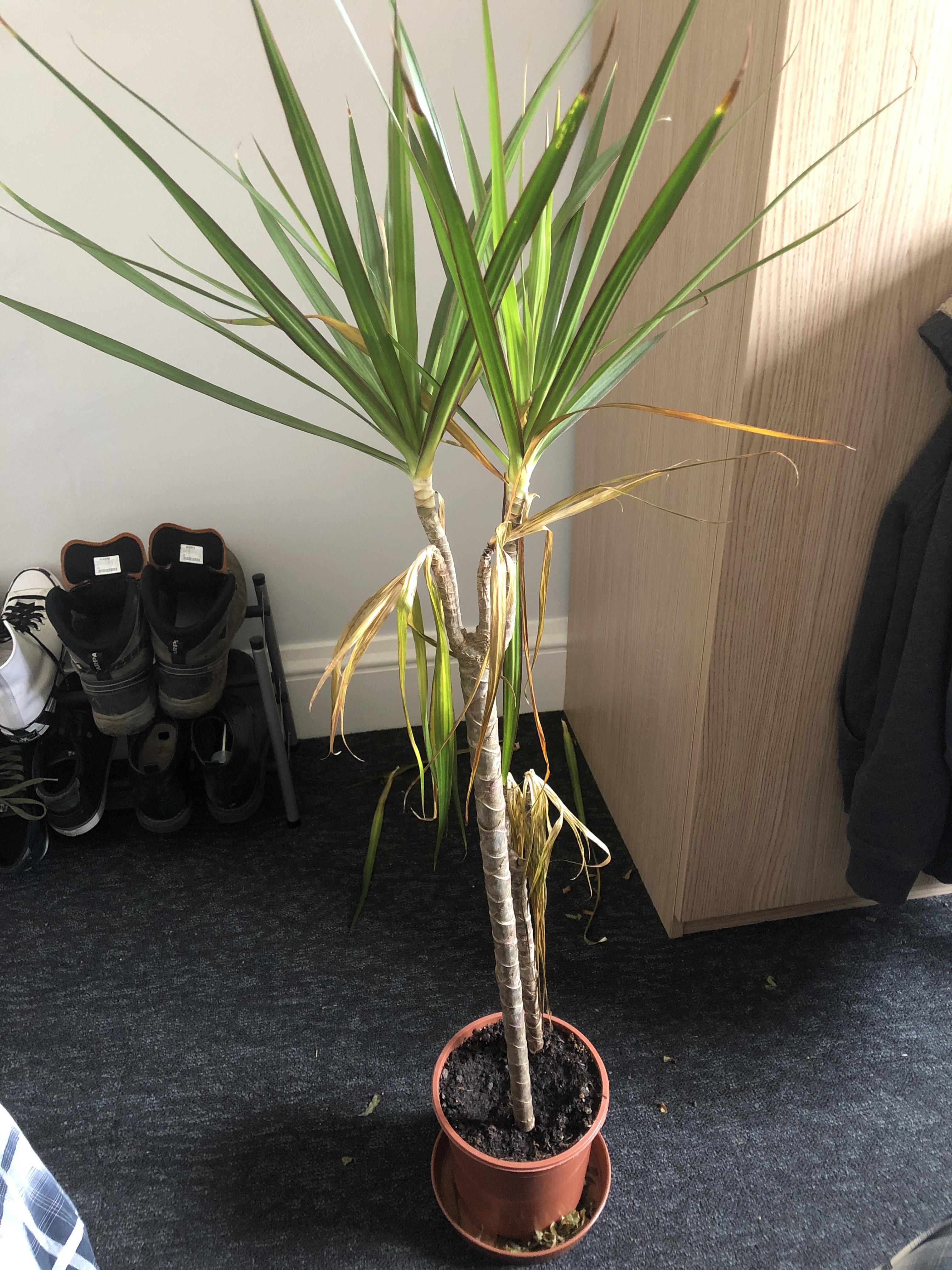 HELP My Dragon plant is dying ( r/plantclinic