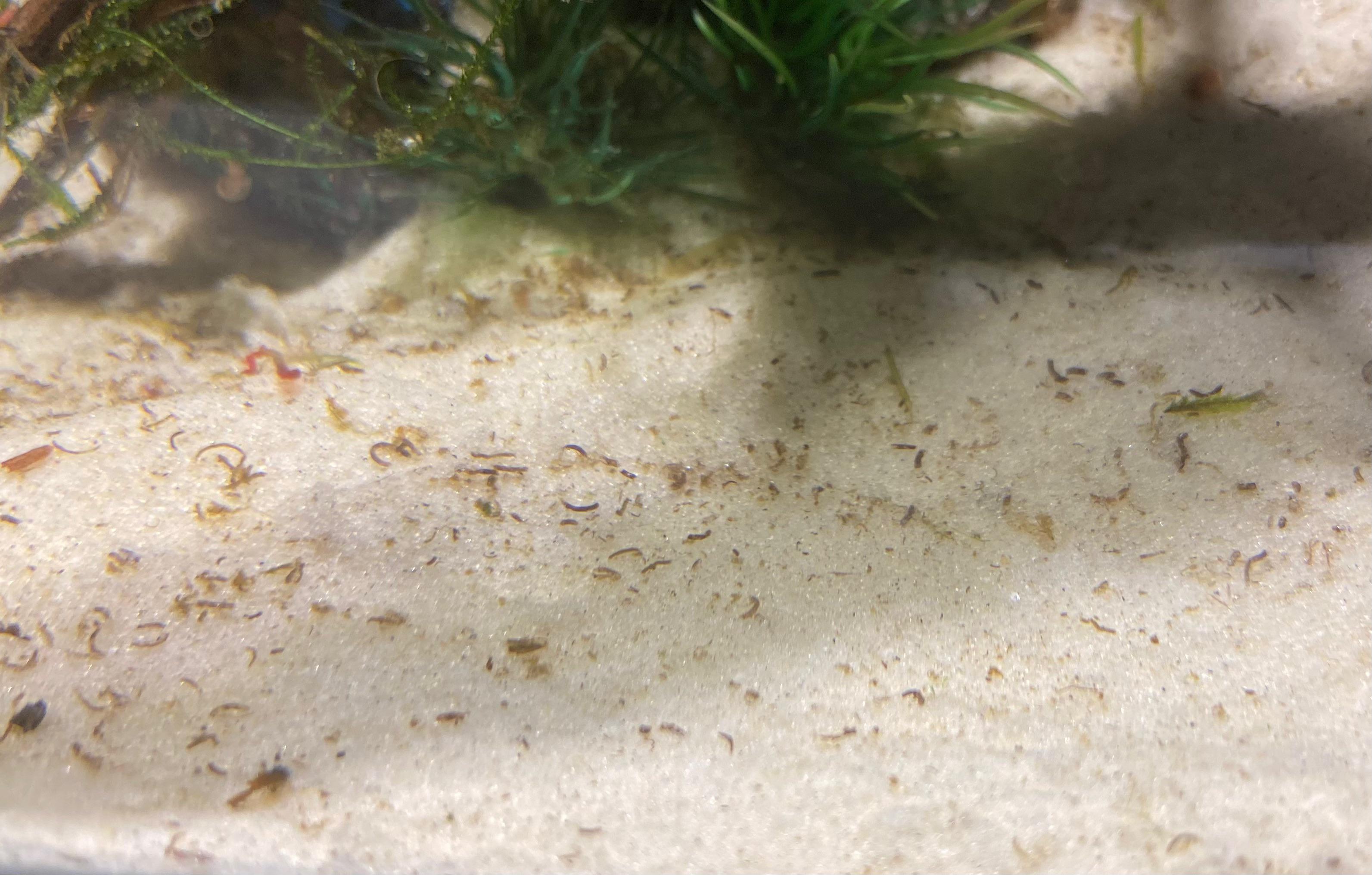 How do you keep white sand looking clean? Mine gets covered in poop the