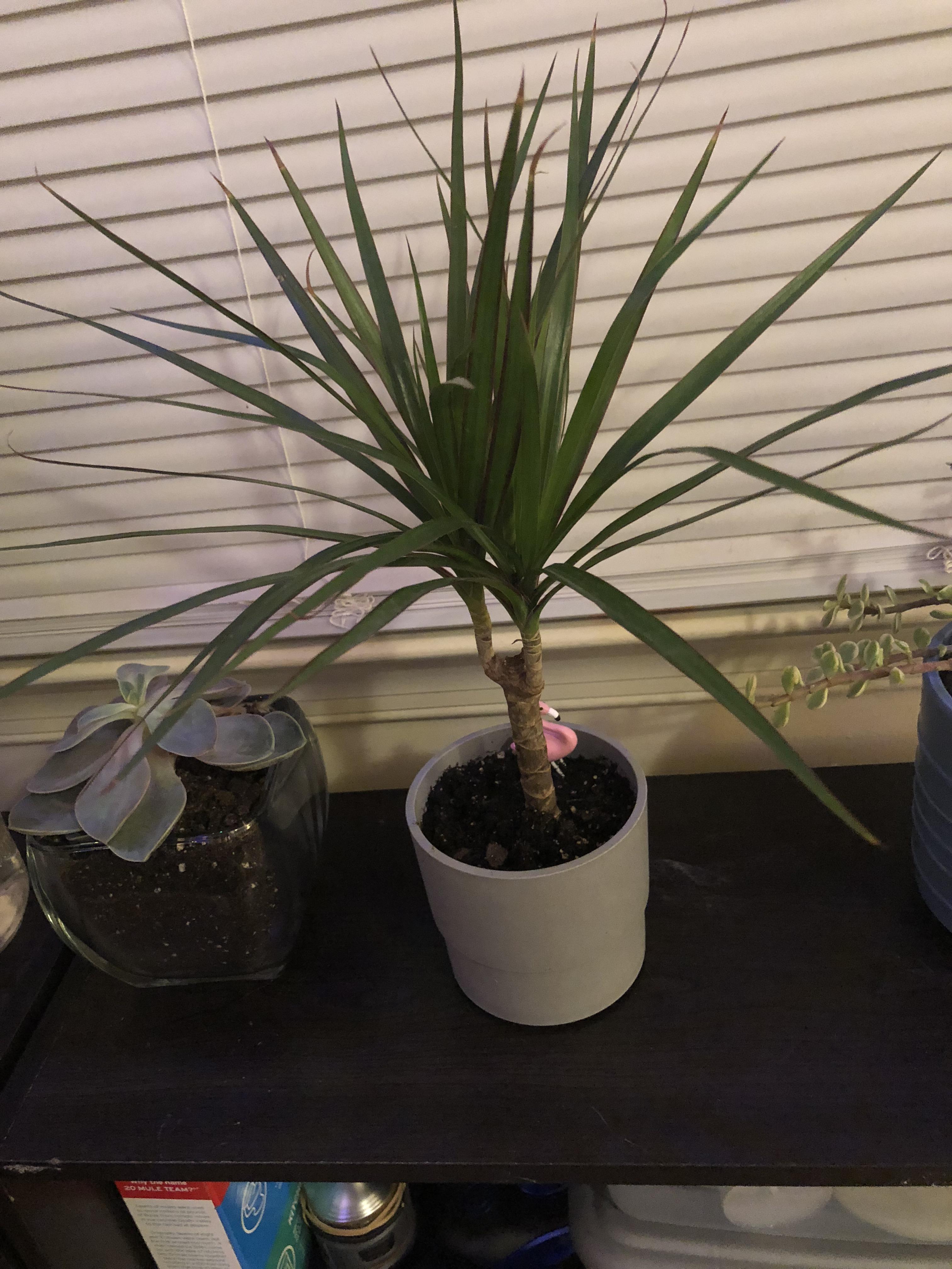 The tips of my dragon tree are starting to turn brown. I’m not sure if