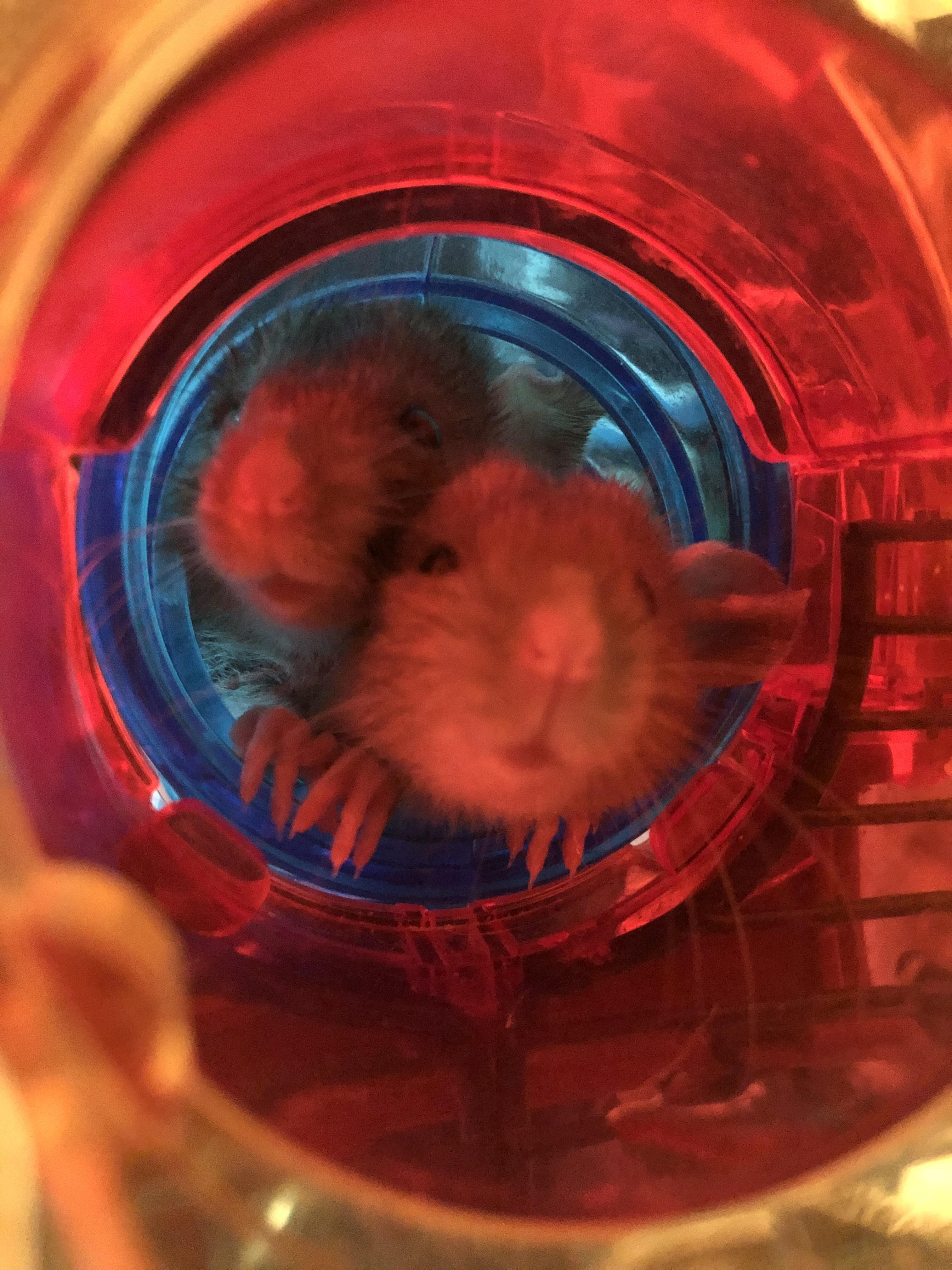 Our new babies. Mama was a feeder rat. Snake owner got 8 more rats than anticipated. r/RATS