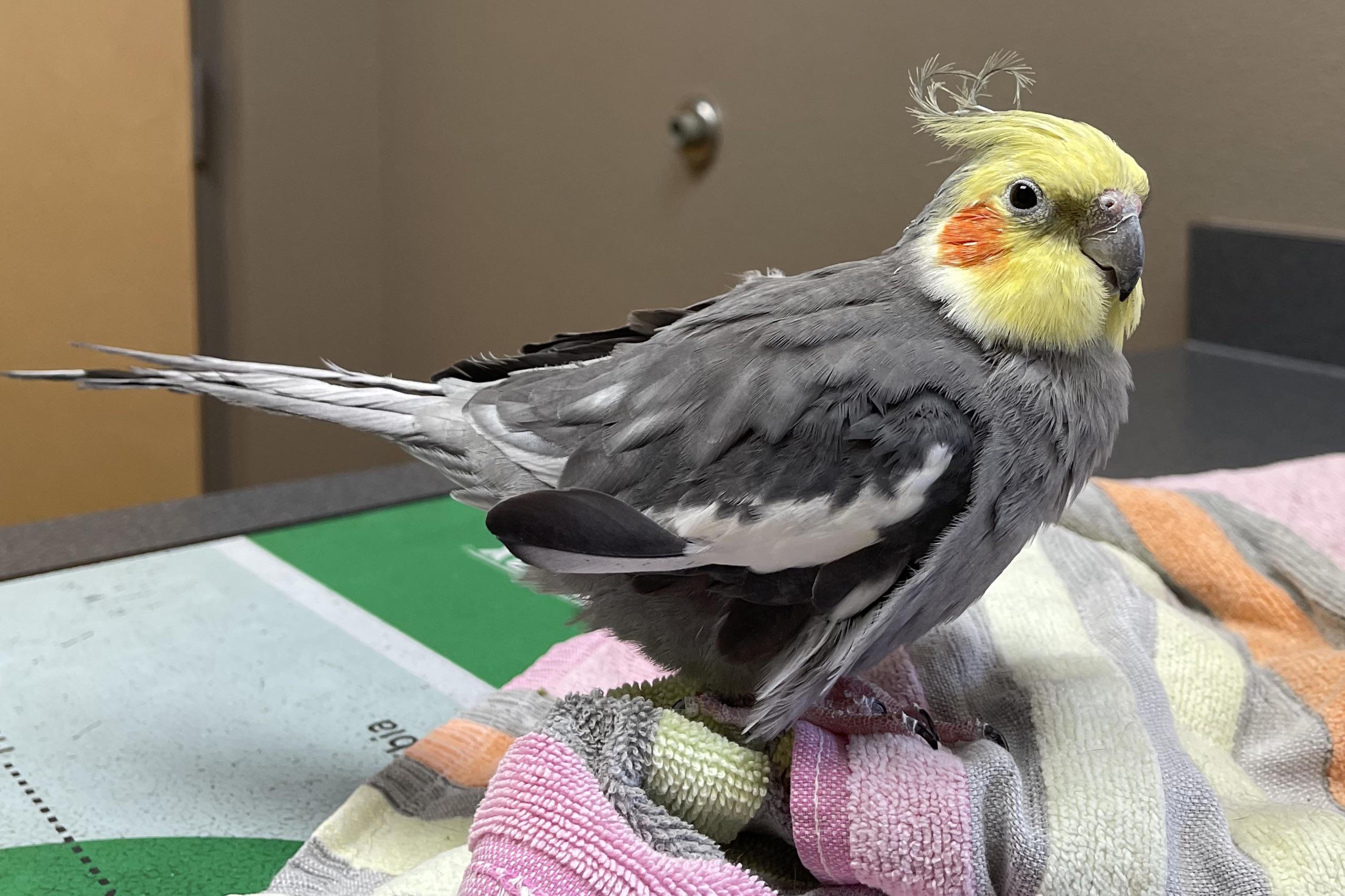 Louie (21) at his vet visit today r/cockatiel