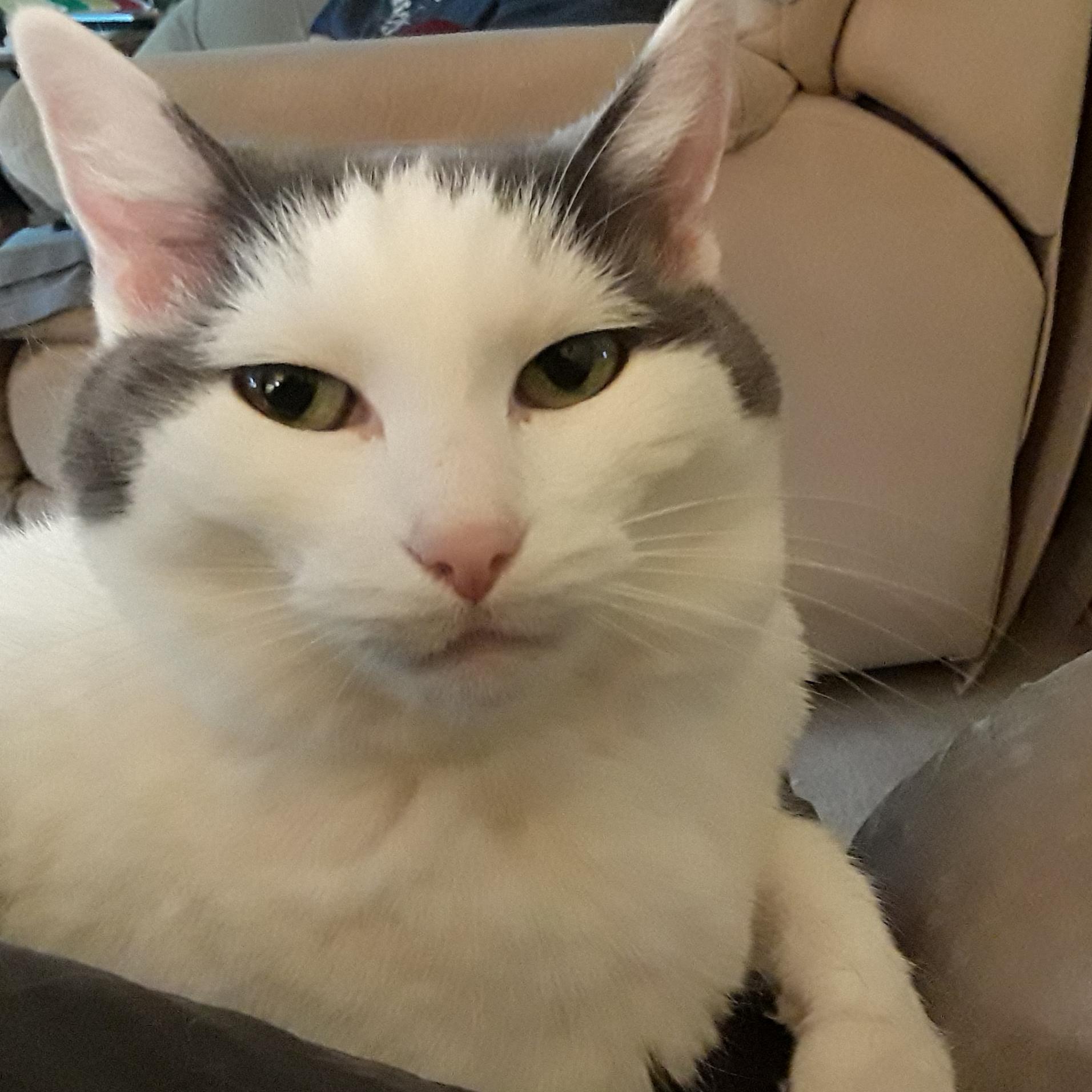 472 best Cheekbones images on Pholder Progresspics, Crappycontouring and Supermodel Cats