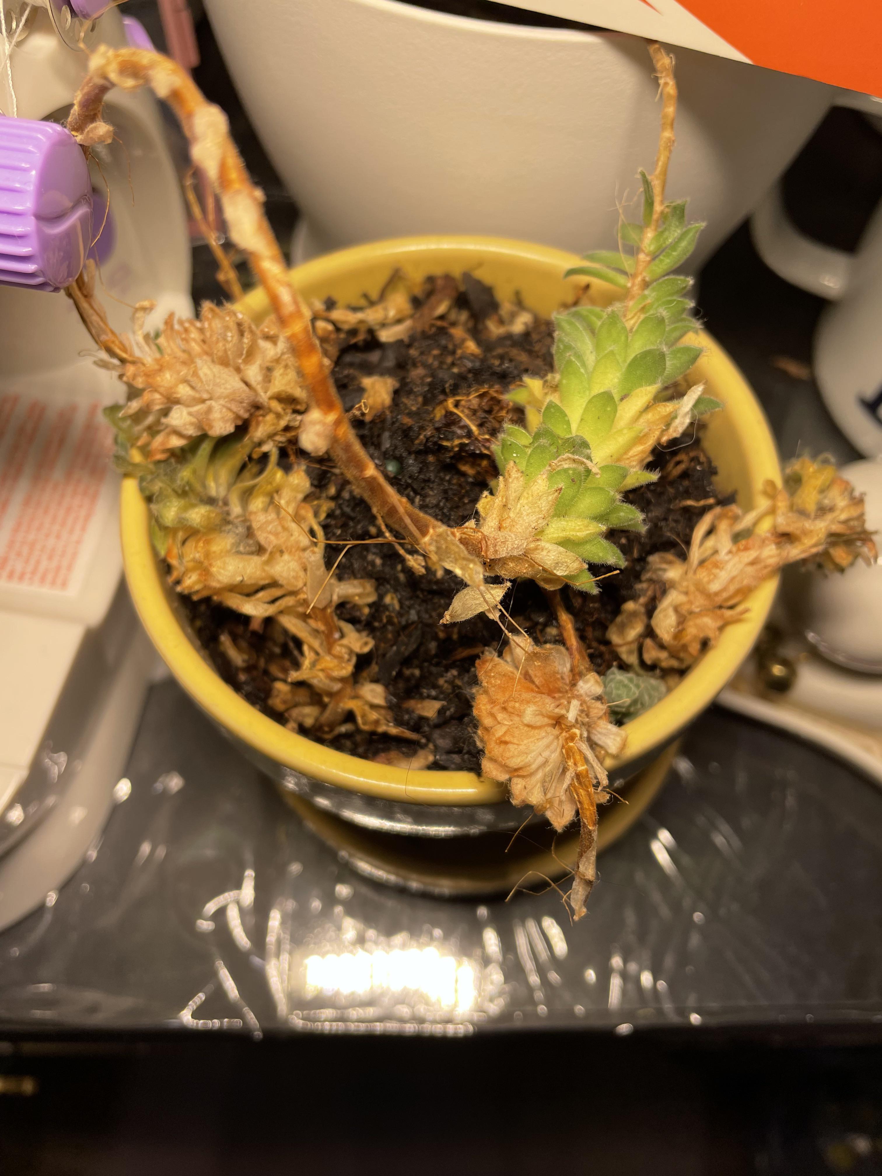 How do I revive my succulent? ( r/succulents