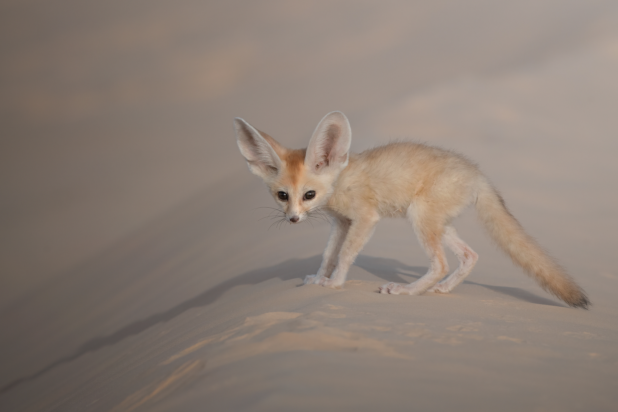 Fennec fox (Vulpes zerda) Tunisia, North Africa [2048x1365] [OS] r