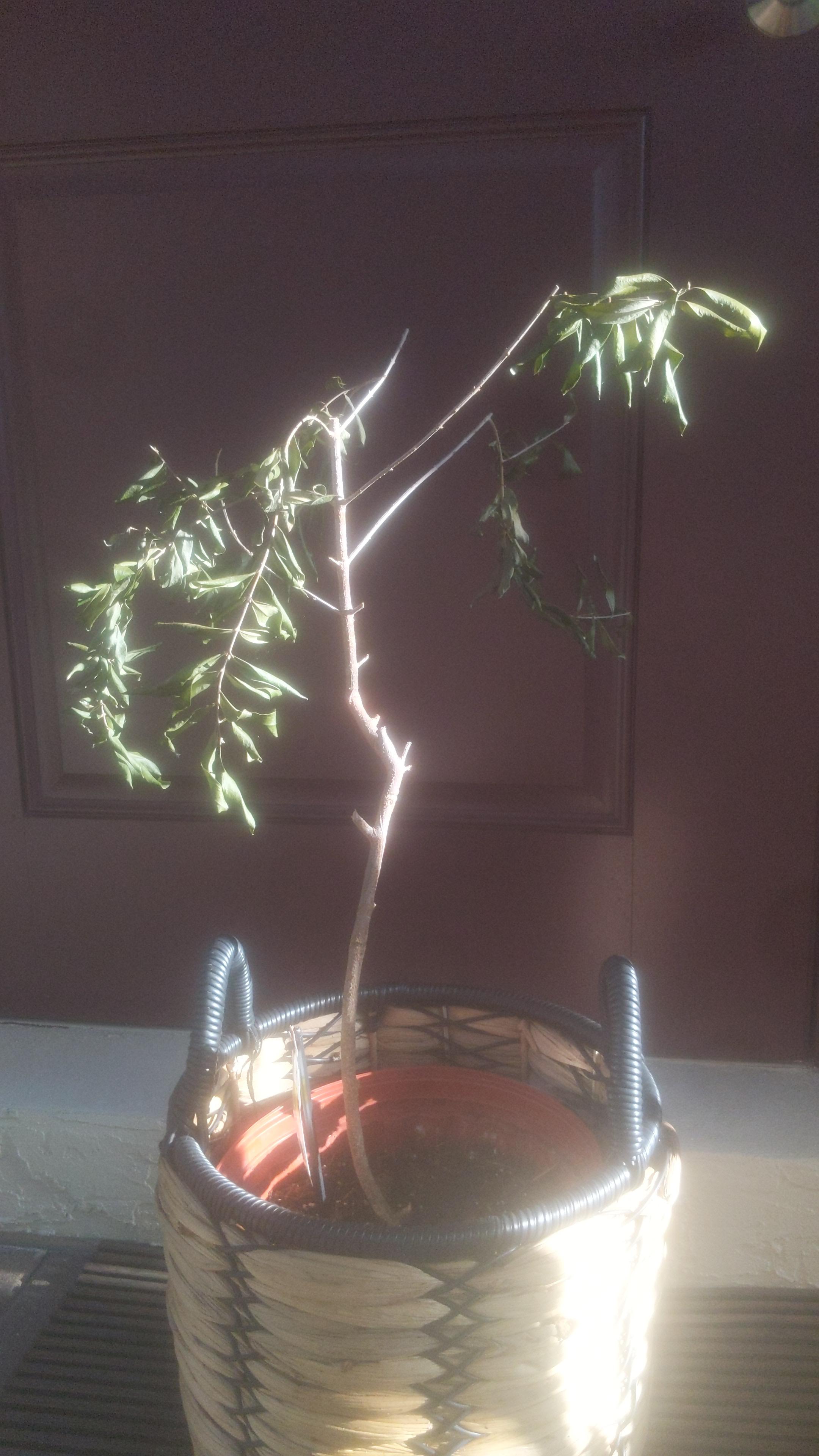 Wilting Olive Tree. Is it dying/dead? Less than 1 year old bought at